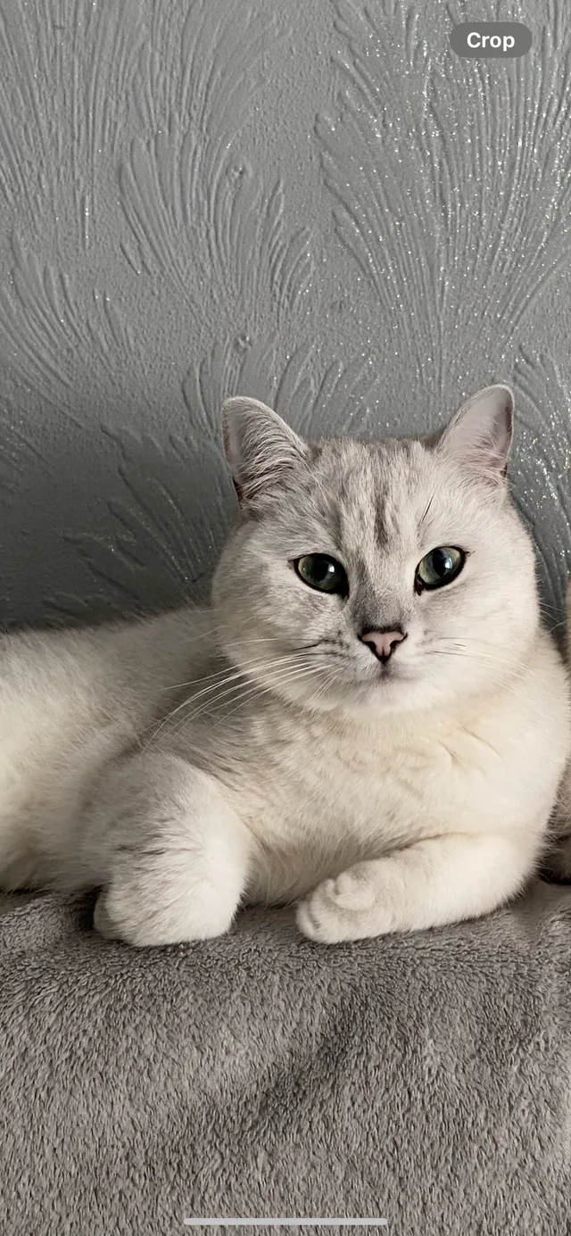 Milo - Colonsay Road, Crawley