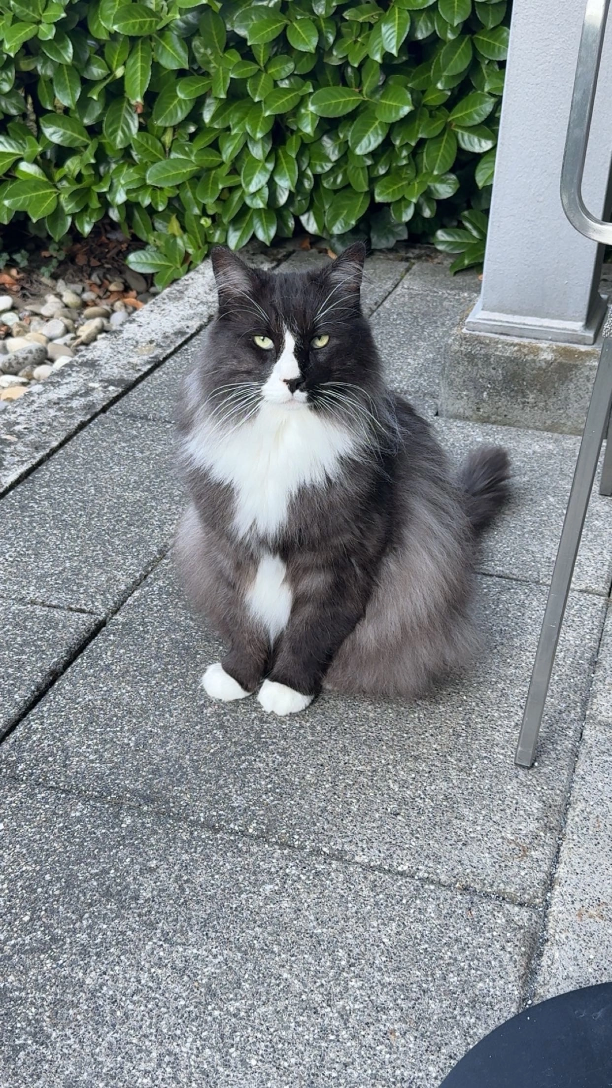 Sjurd Satinpaws - Quellenstrasse 32, Zurzach