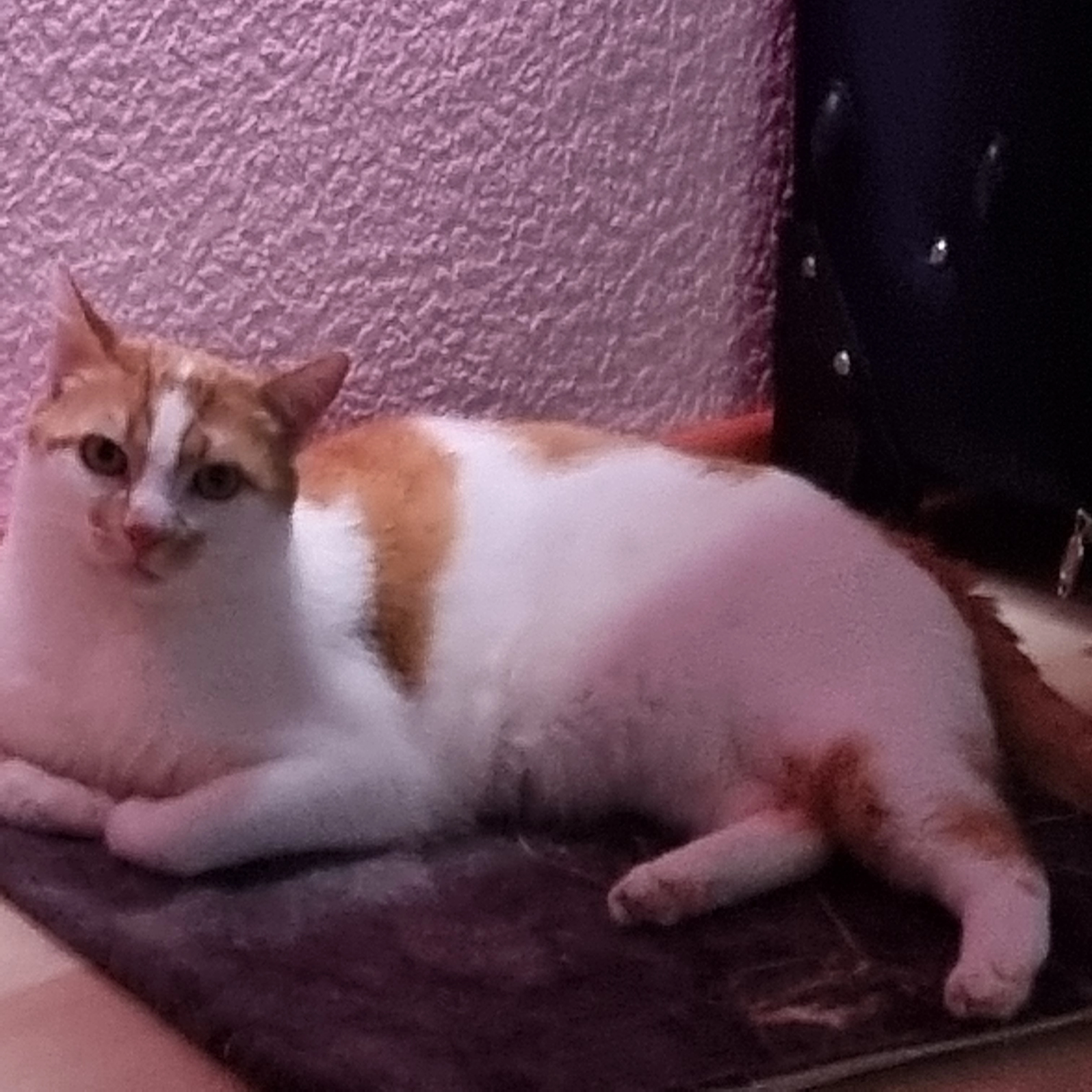 Holly, bzw timmi - Hauptstraße, Kaufbeuren