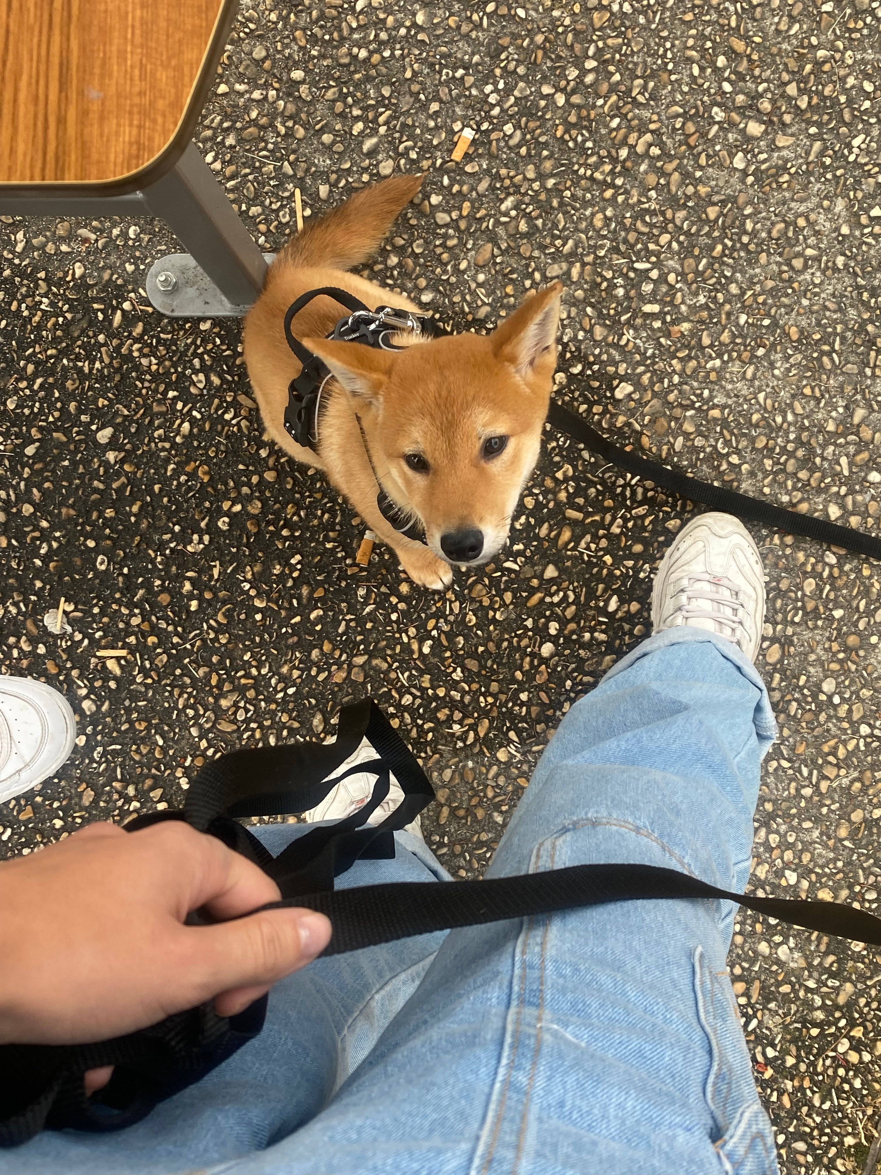 Harvey - Allée Suzie, Livry-Gargan