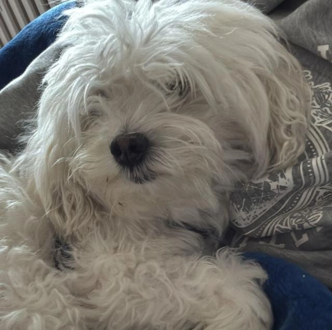 Missing Cat - Windmolenstraat, Ninove