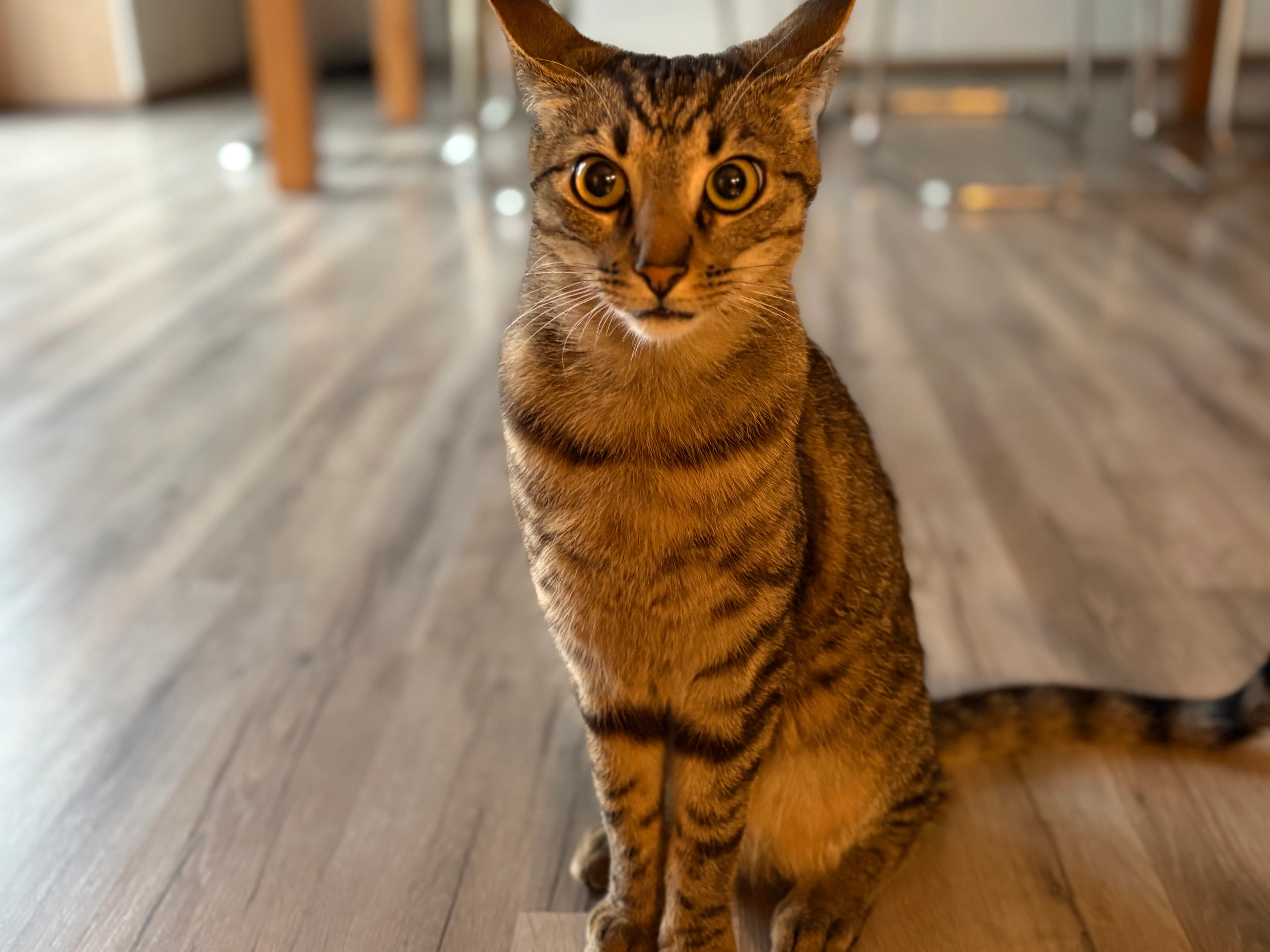 Simba  - Bahnhofstraße, Plaue