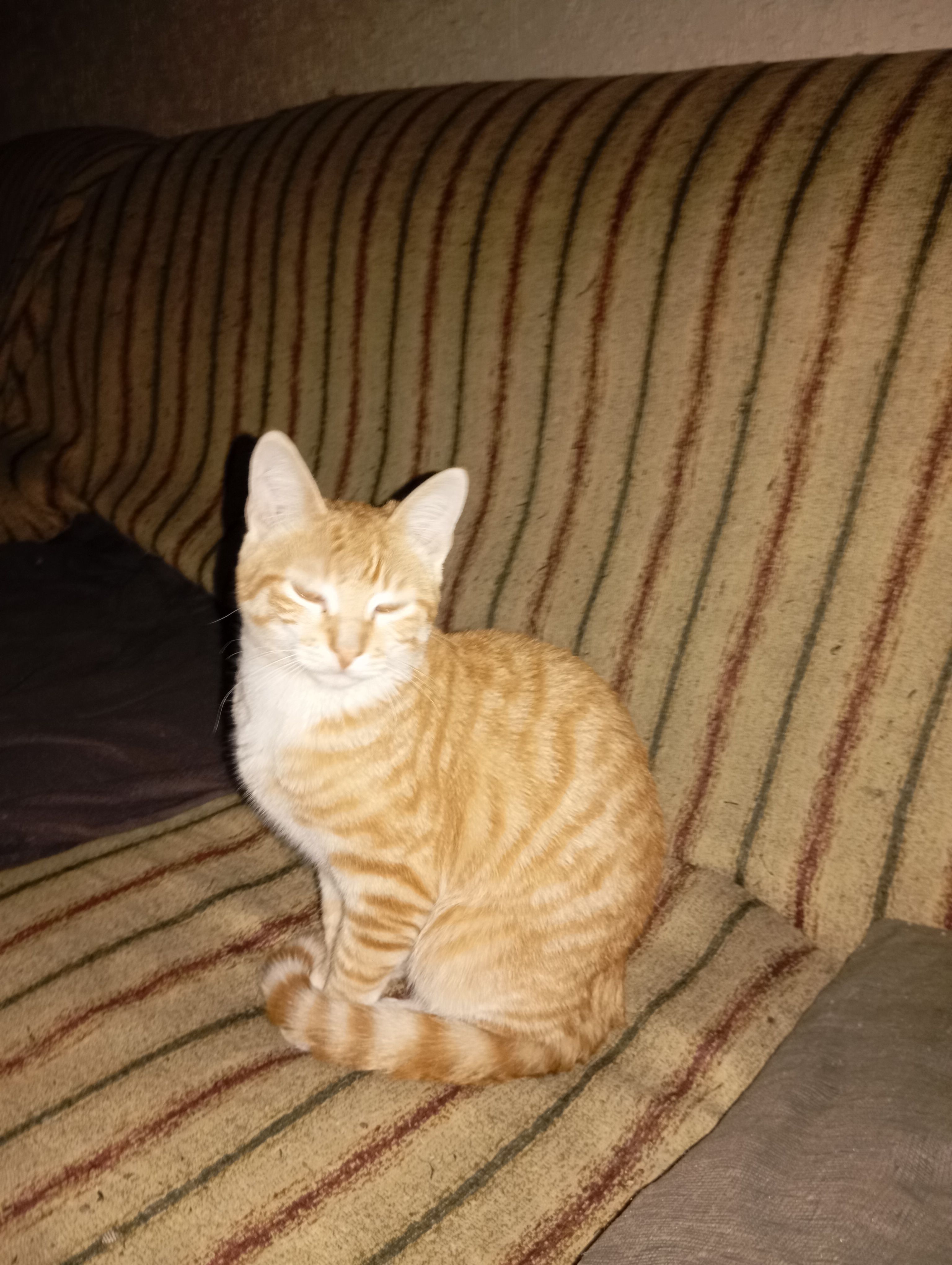 Rey - Calle de Blas Berni, Ejea de los Caballeros