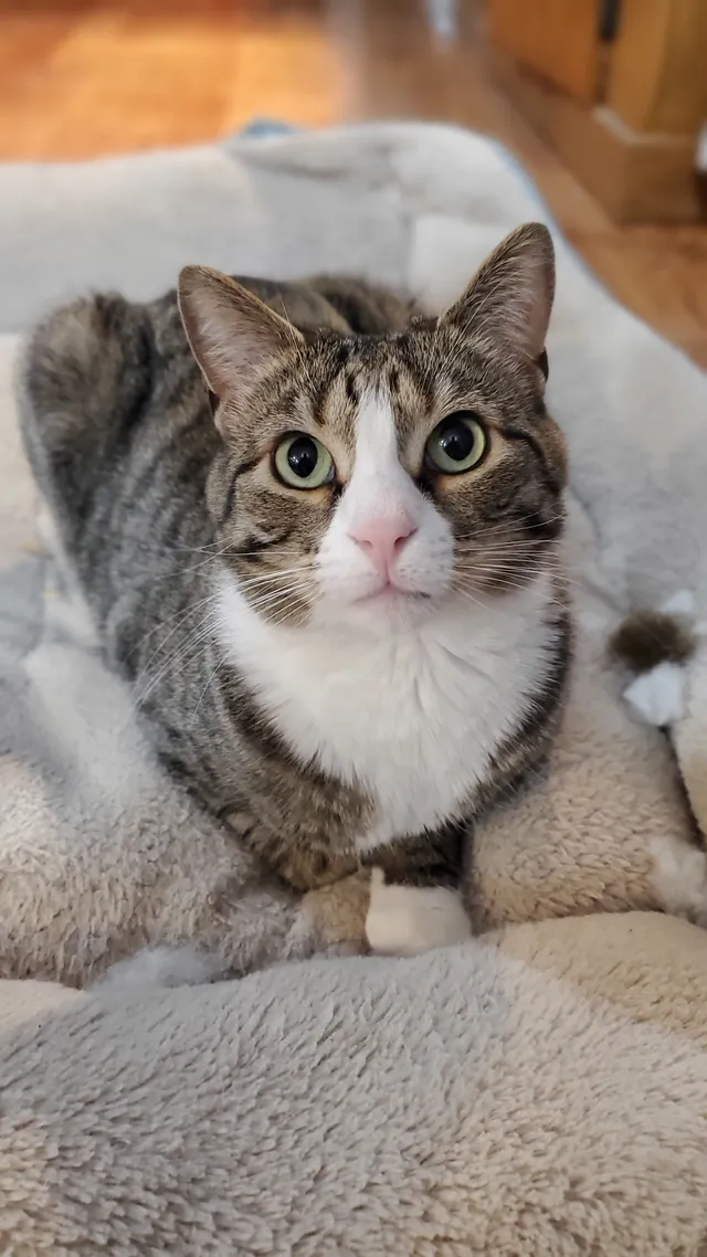 Sammy - Welch Court, Arvada