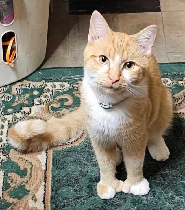 Tigger - Milmar Road, Wilmington
