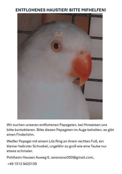 Papagei ihre name ist samsoma  - 35415, Pohlheim