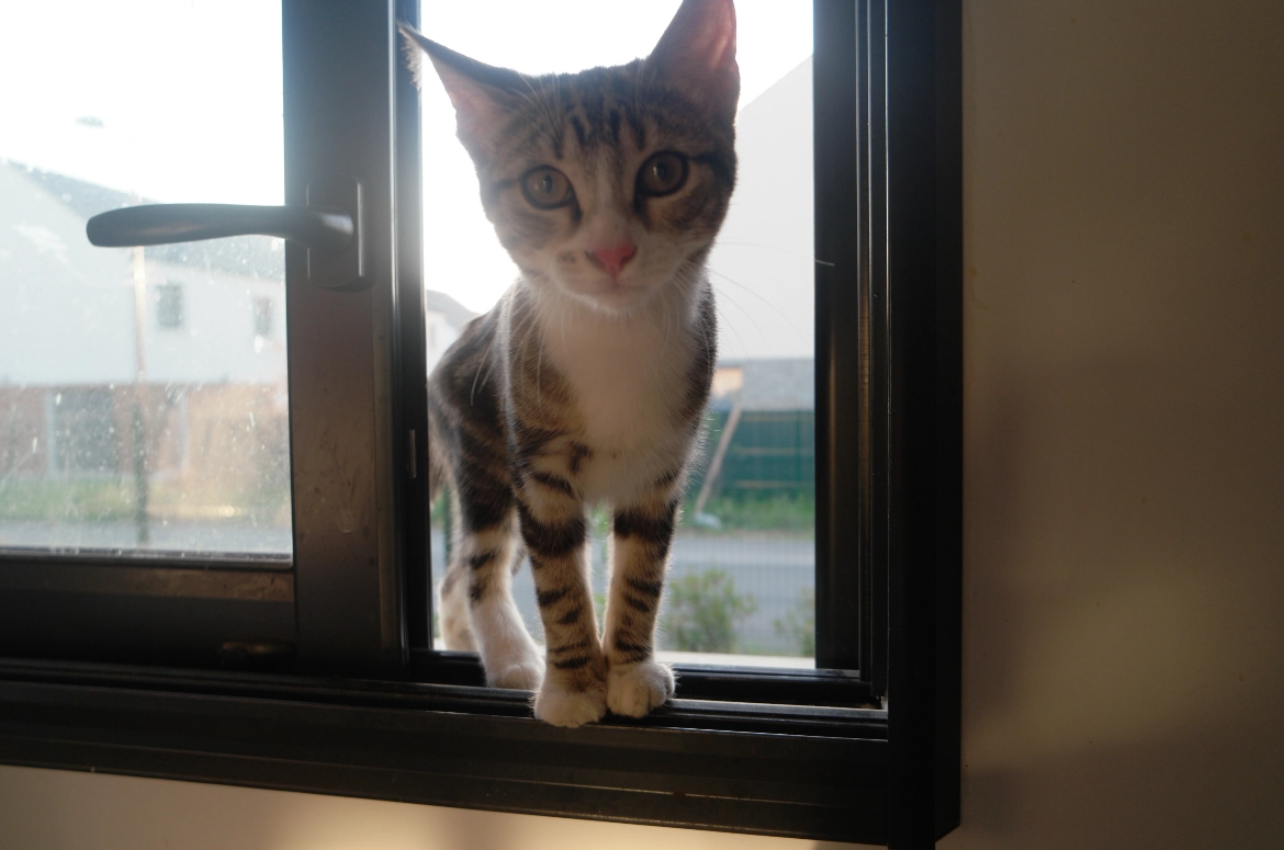 Suki - Boulevard De Soave, Claye-Souilly