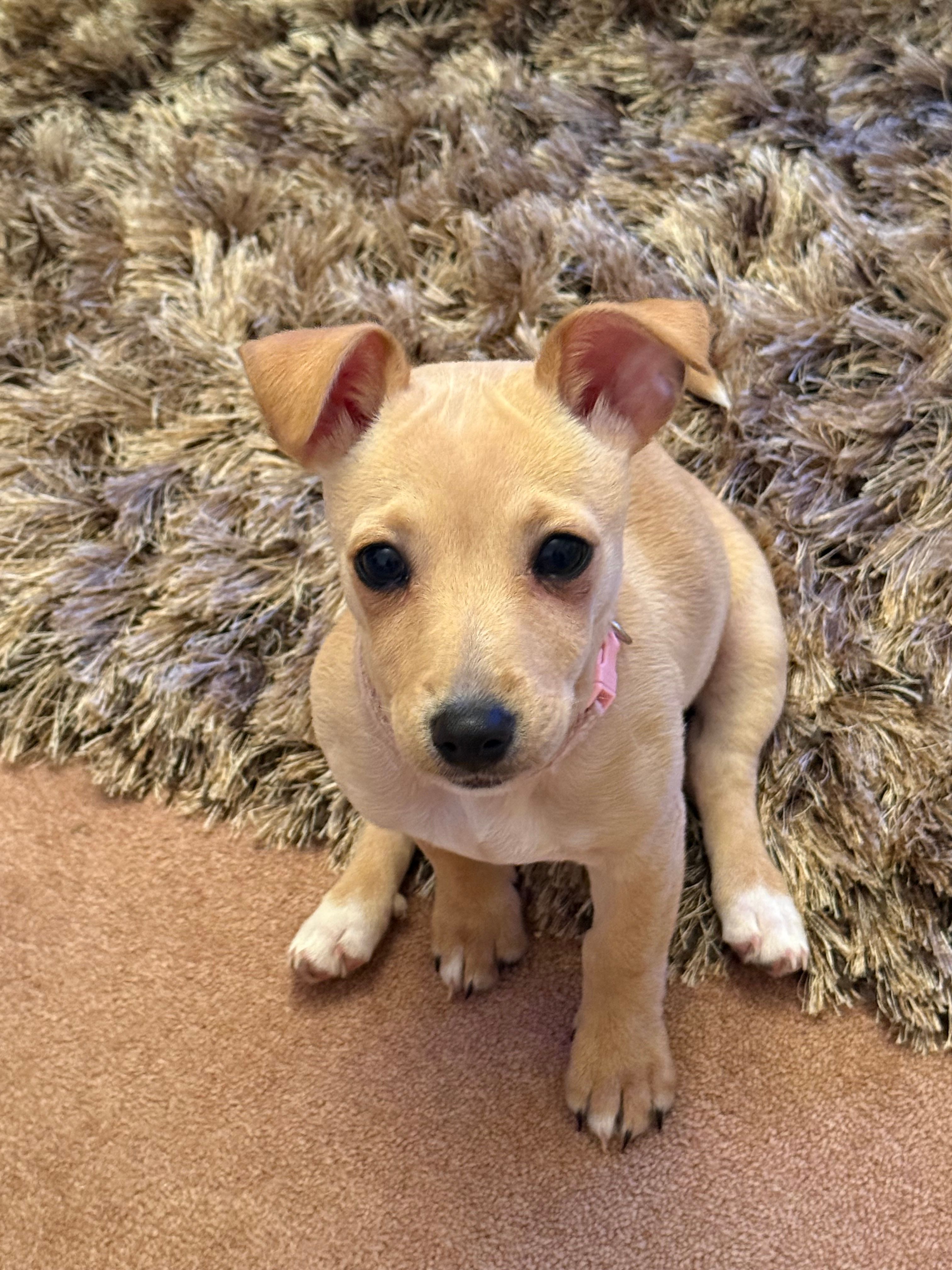 honey - Friern Mount Drive, London