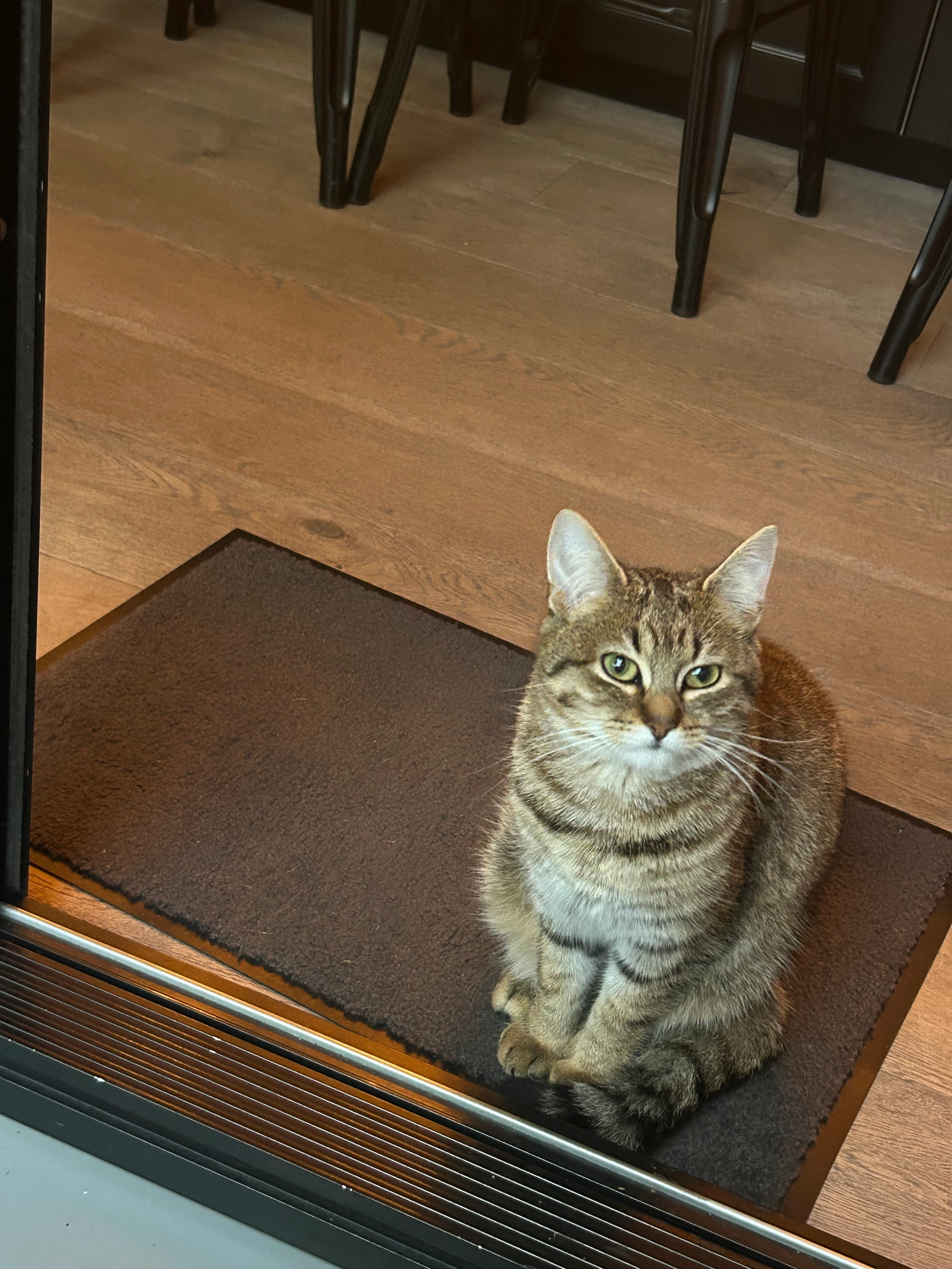 Ginger  - Route de Paris, Jouars-Pontchartrain