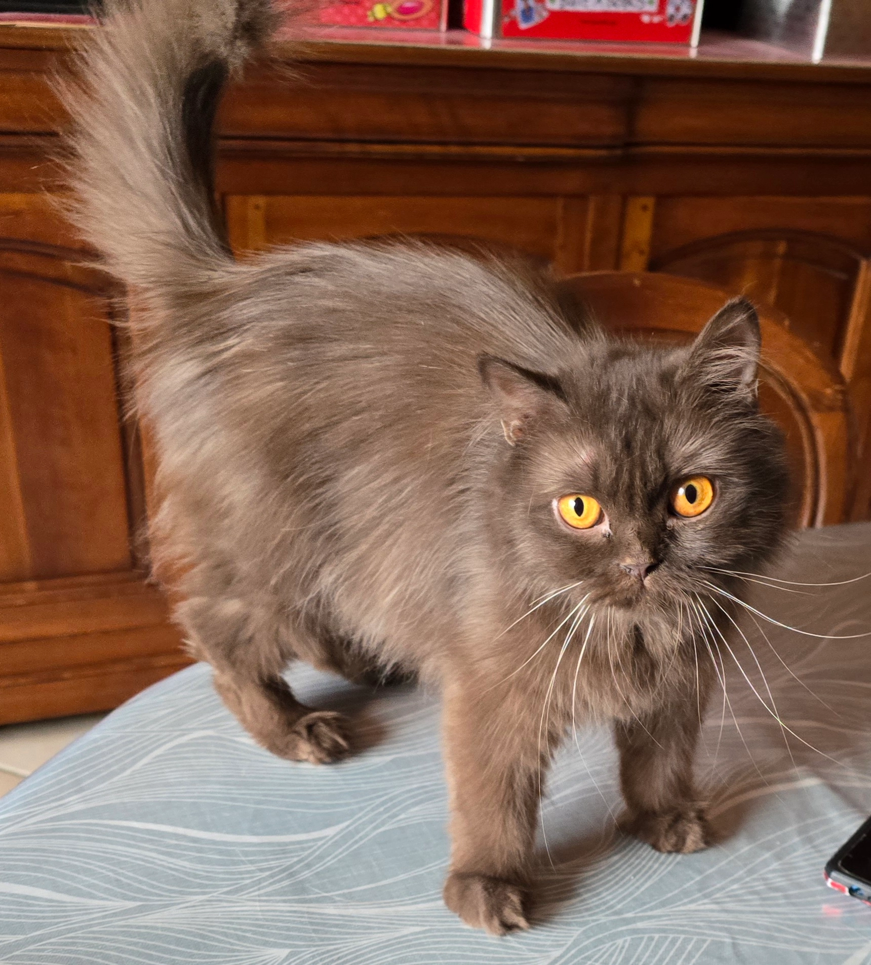 Whoopie - Avenue de la Basilique 63, Péruwelz