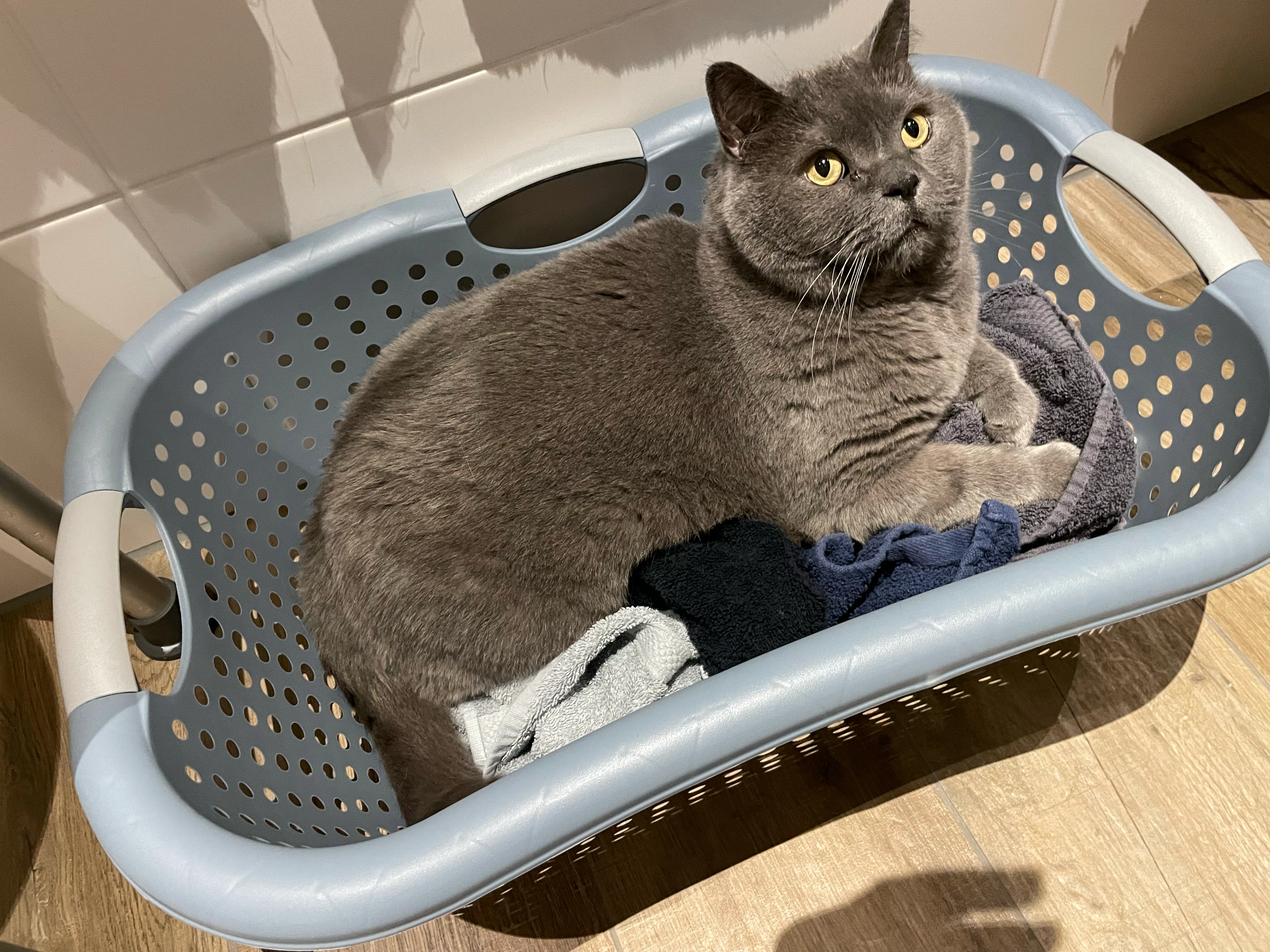 Stitch - Vogelwikke, Lochem