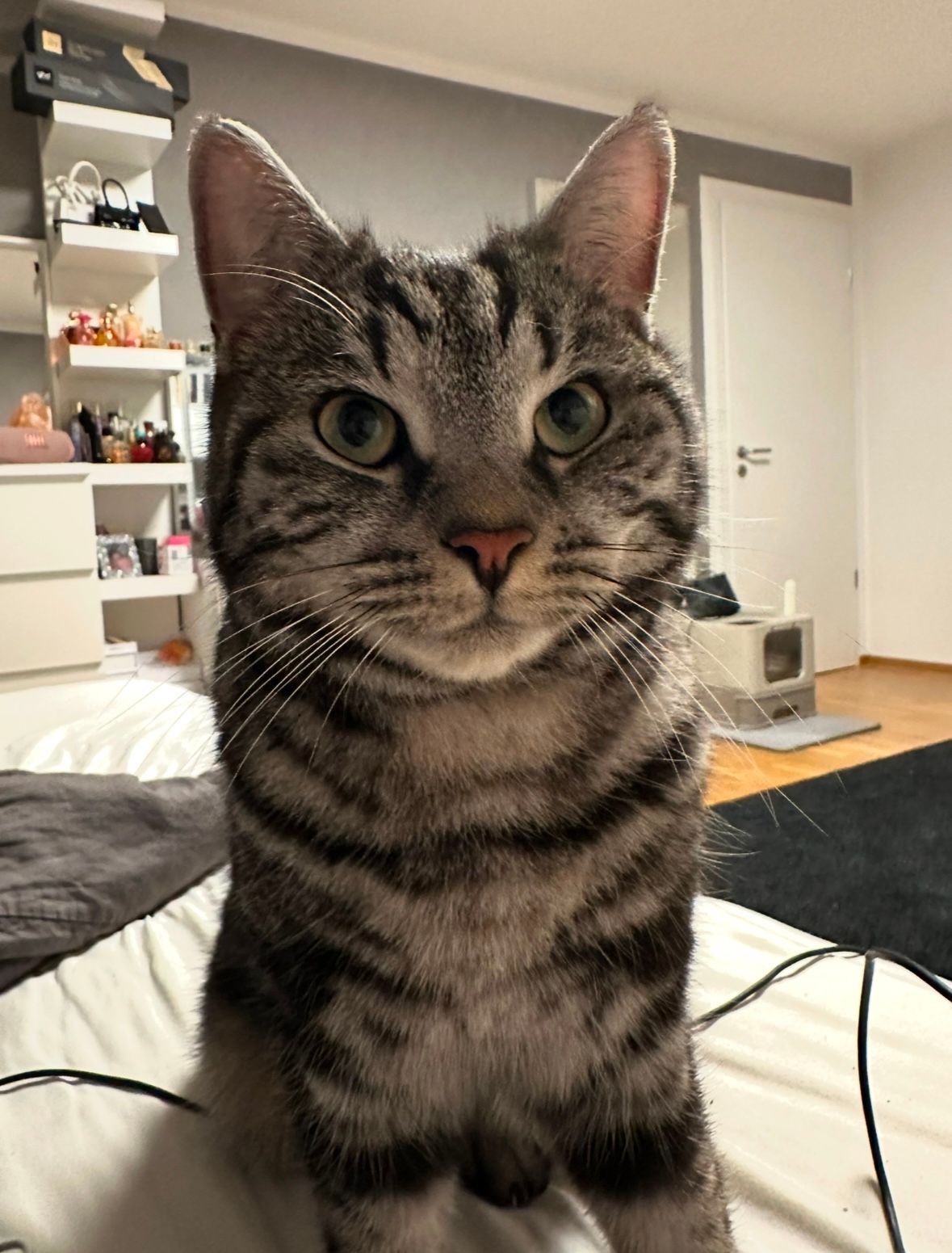 fridolin - Herzog-Wilhelm-Straße, Landshut