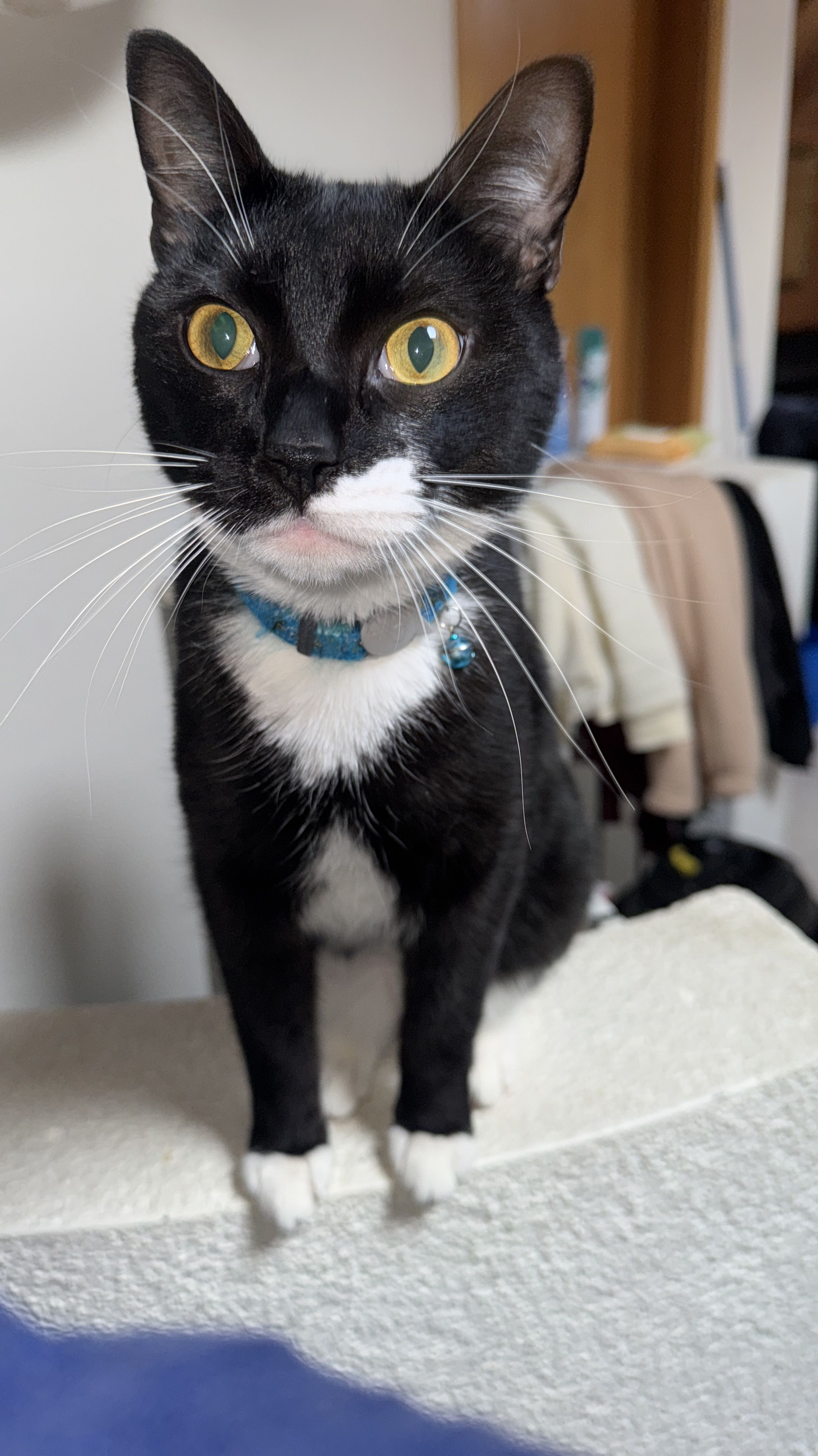 Leo - Bachtelestrasse 2, Wimmis