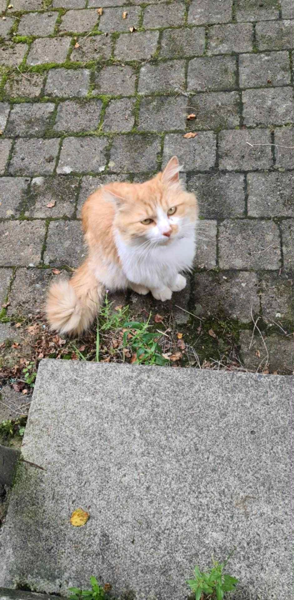 Pippin - BT6 8, Belfast