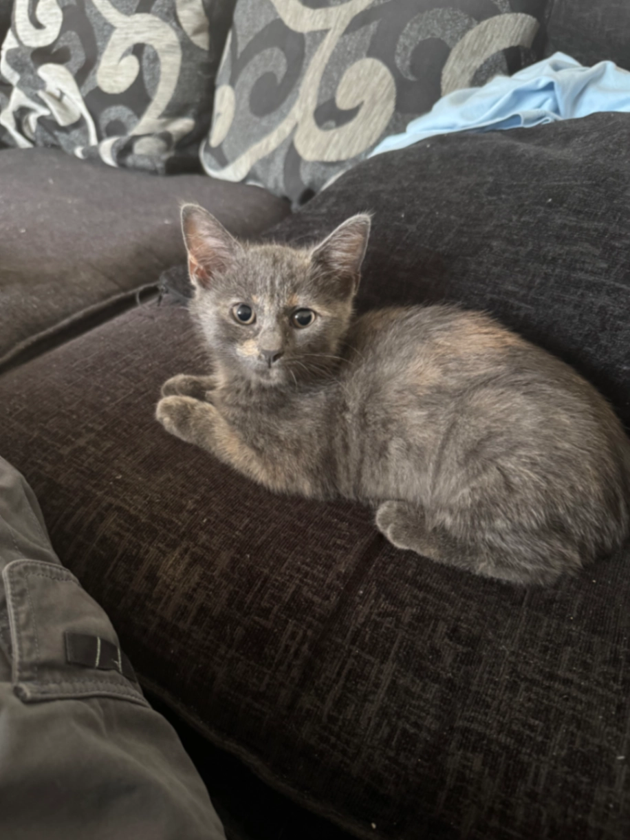 Rosie blue - Claerwen, Penybryn