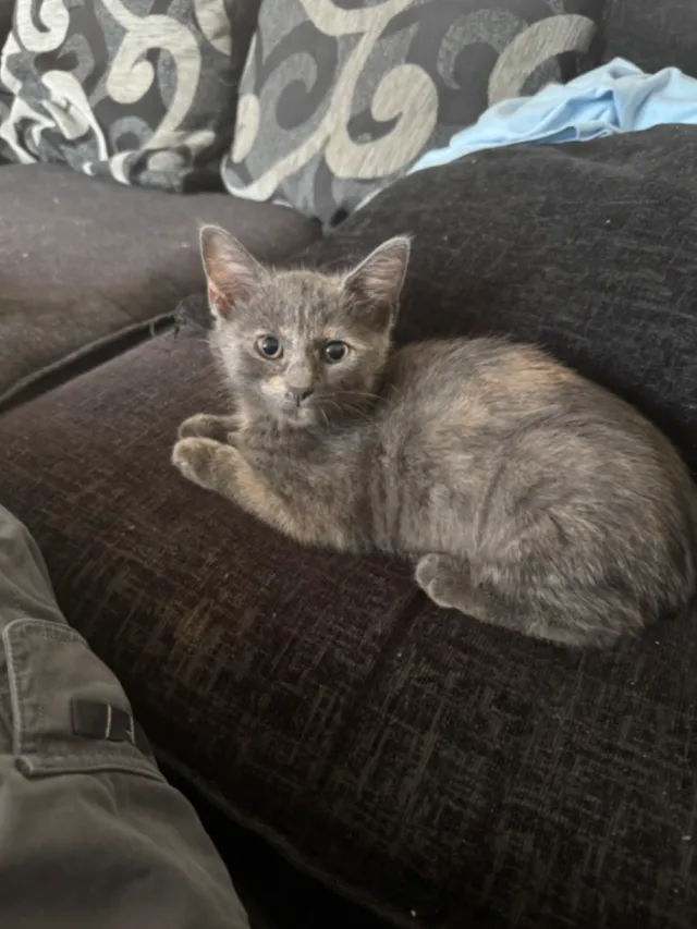 Rosie blue - Claerwen, Penybryn