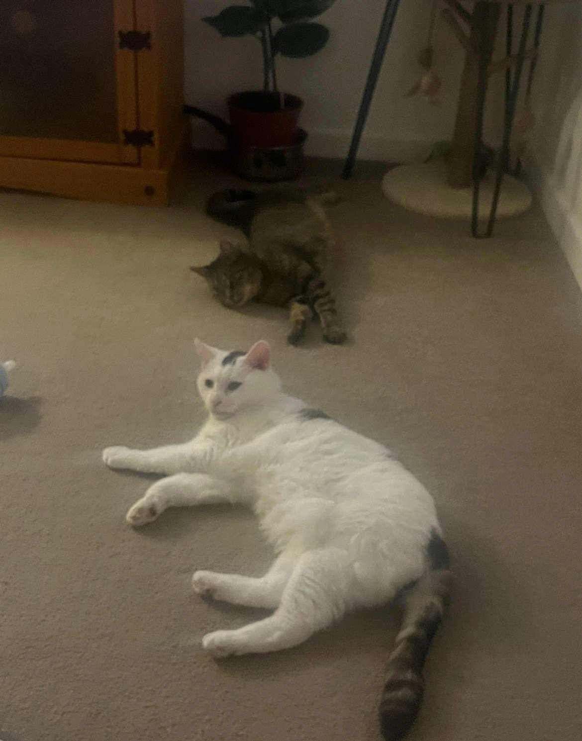 Frank  - Saint Hilda's Crescent, Great Yarmouth