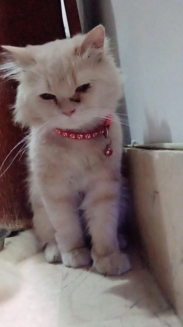 Cookie  - Gulshan-E-Iqbal, Karachi