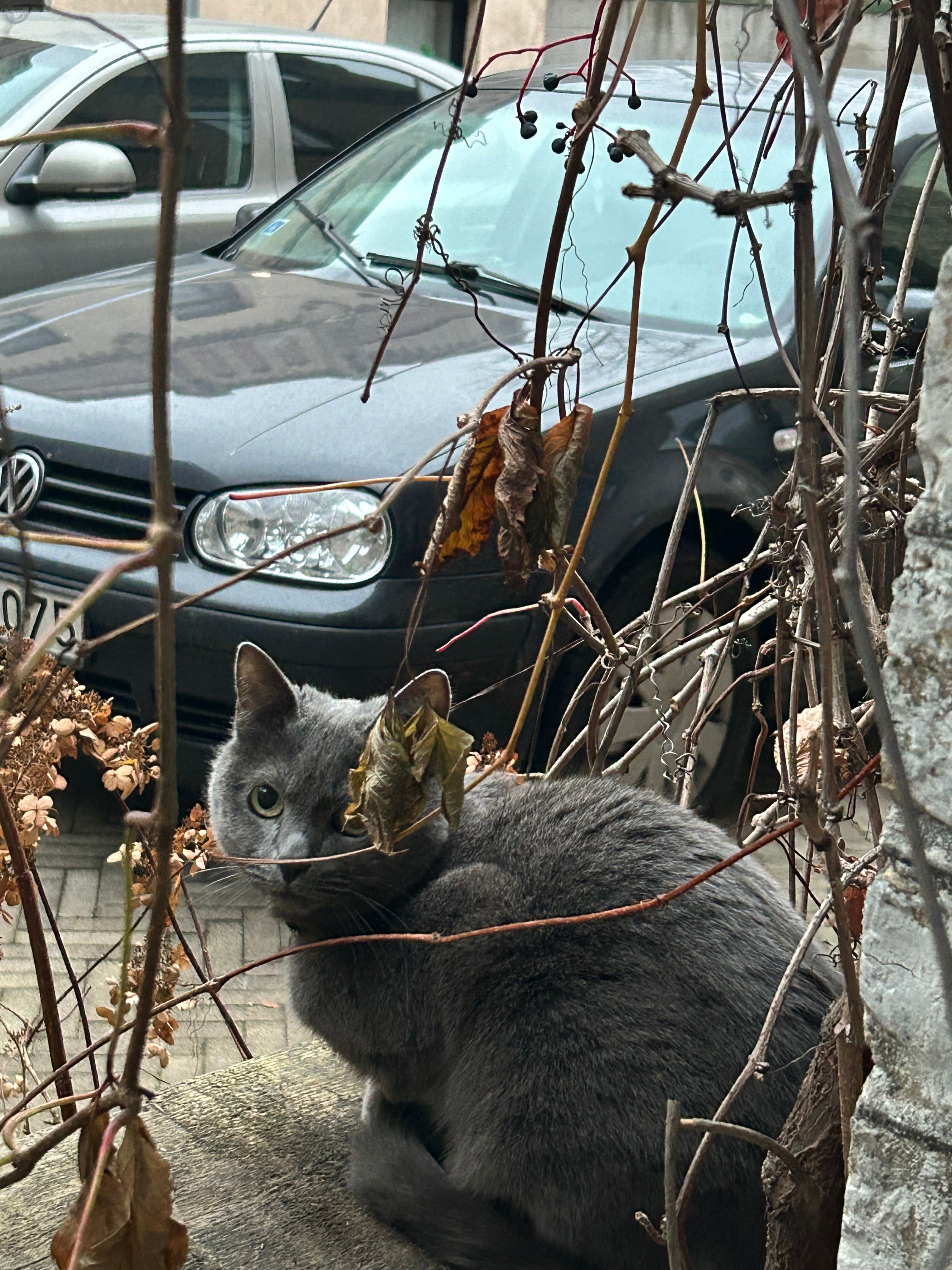 Odrija - Matīsa Iela, Riga
