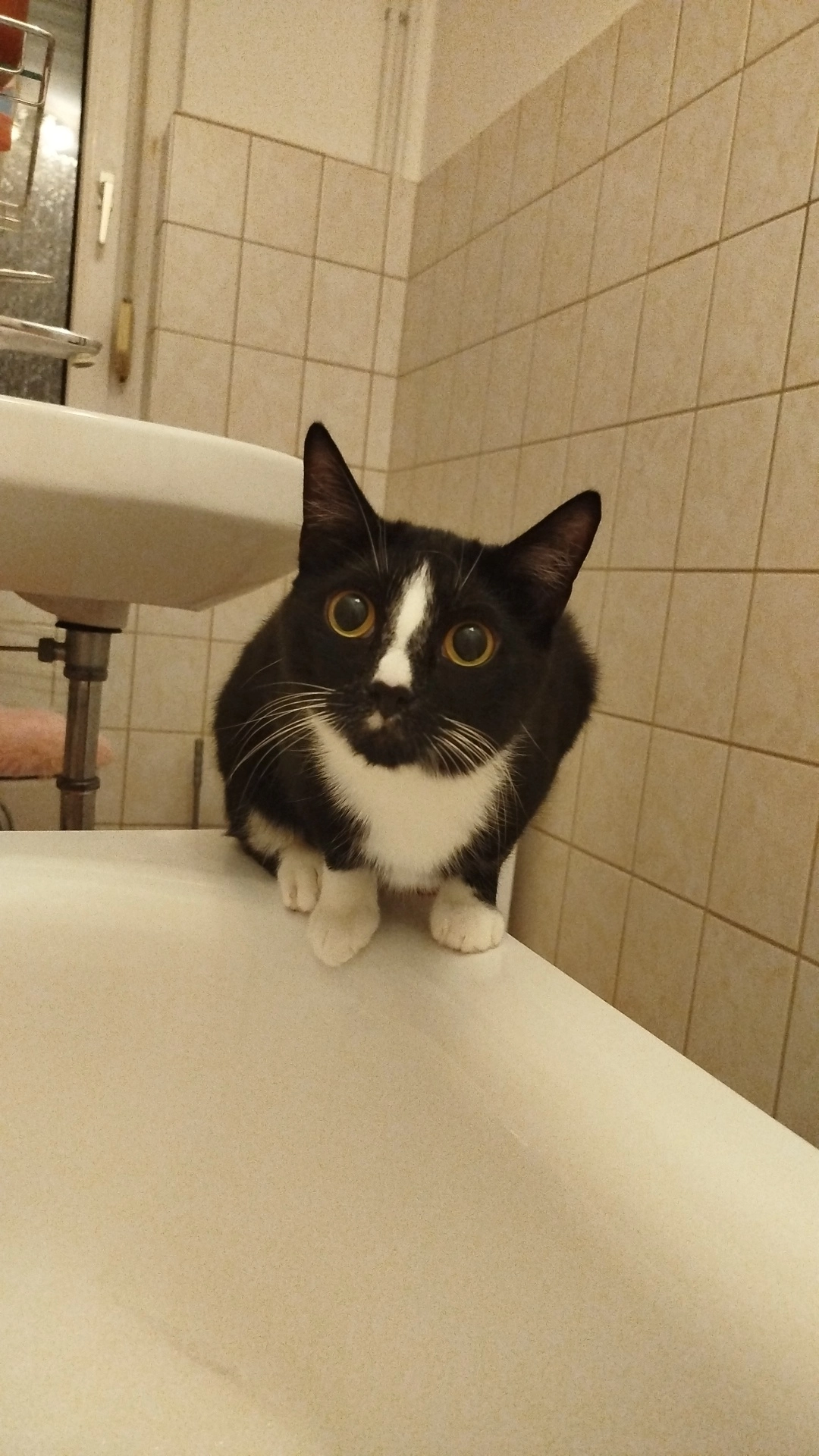 Kater Loki - Straße des Friedens , 14641 Nauen