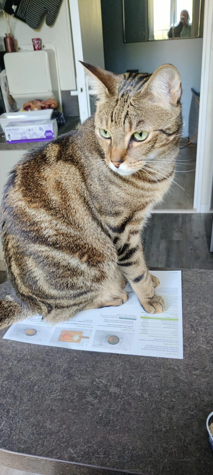 Typhon - Rue Du Docteur Amodru, La Ferté-Alais