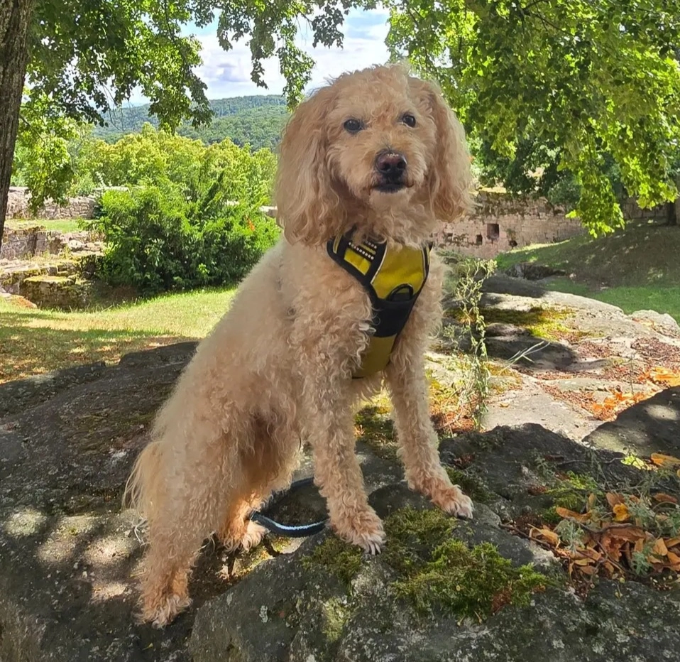 Fluffy  - Gewerbegebiet Süd, Staßfurt