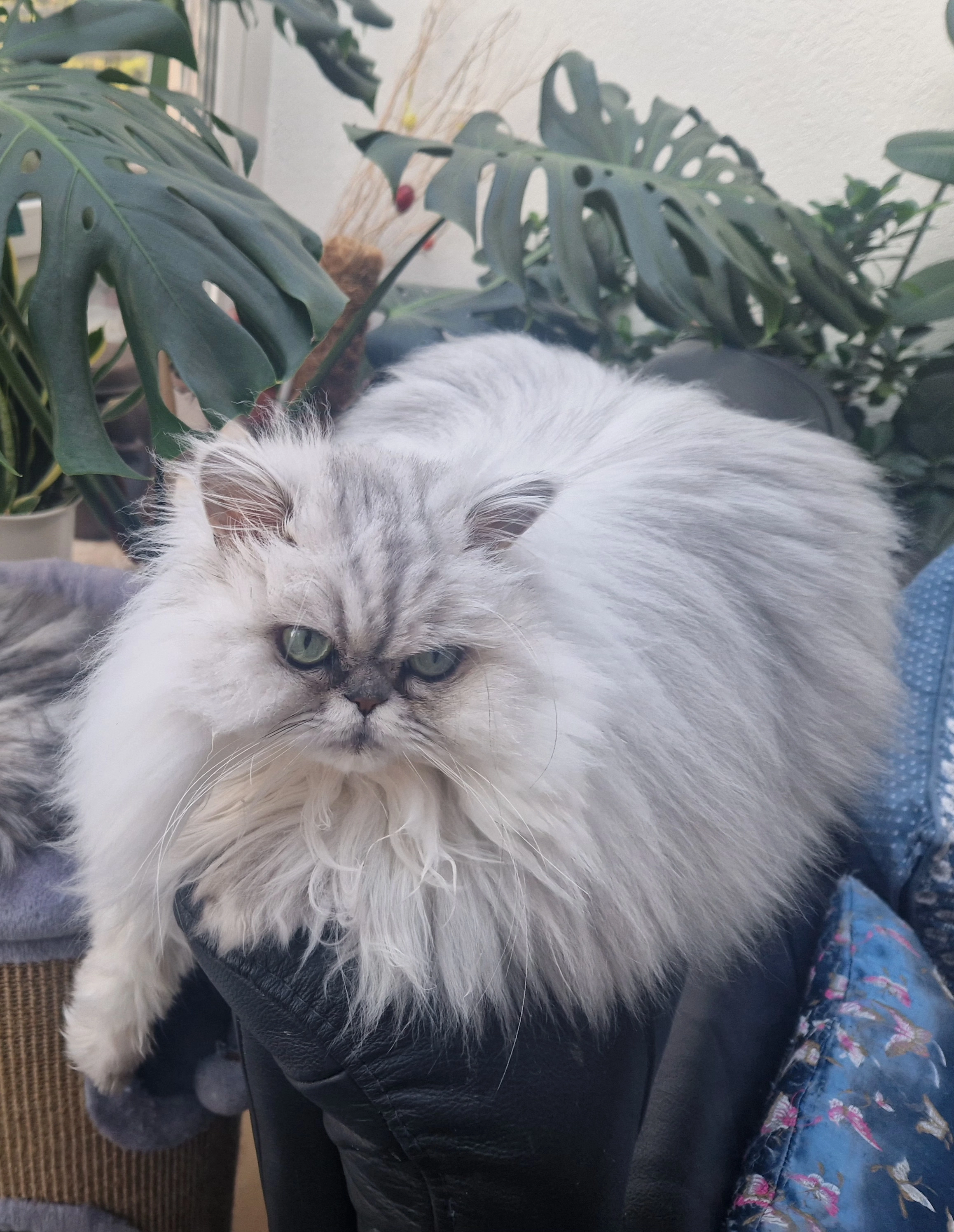 Luna - Schwalbacher Straße, Sulzbach (Taunus)