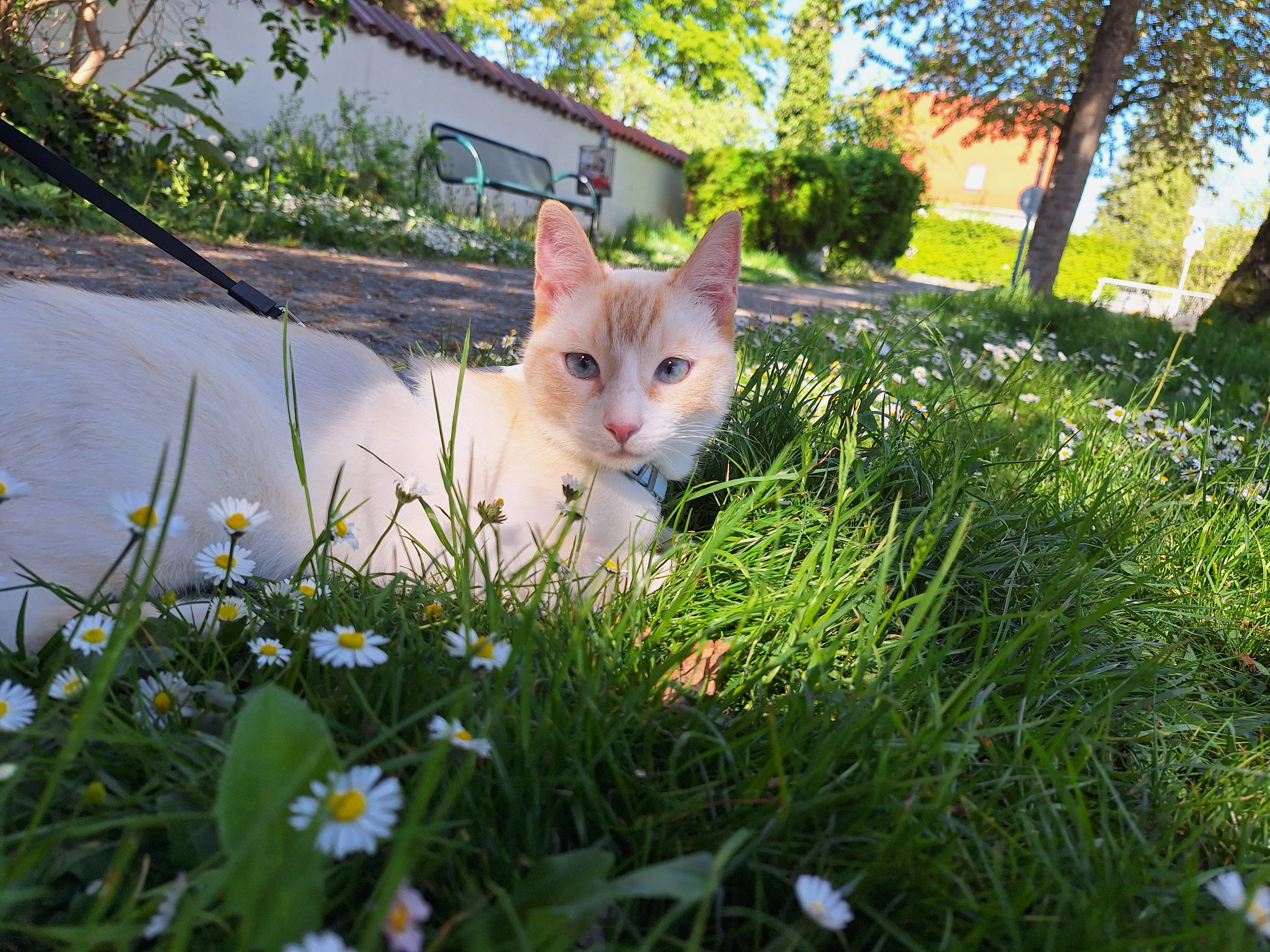 Pero  - B 466, Neresheim