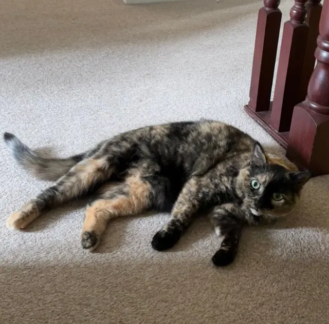 Mitsi Moo - Regency Park, Stockton-on-Tees