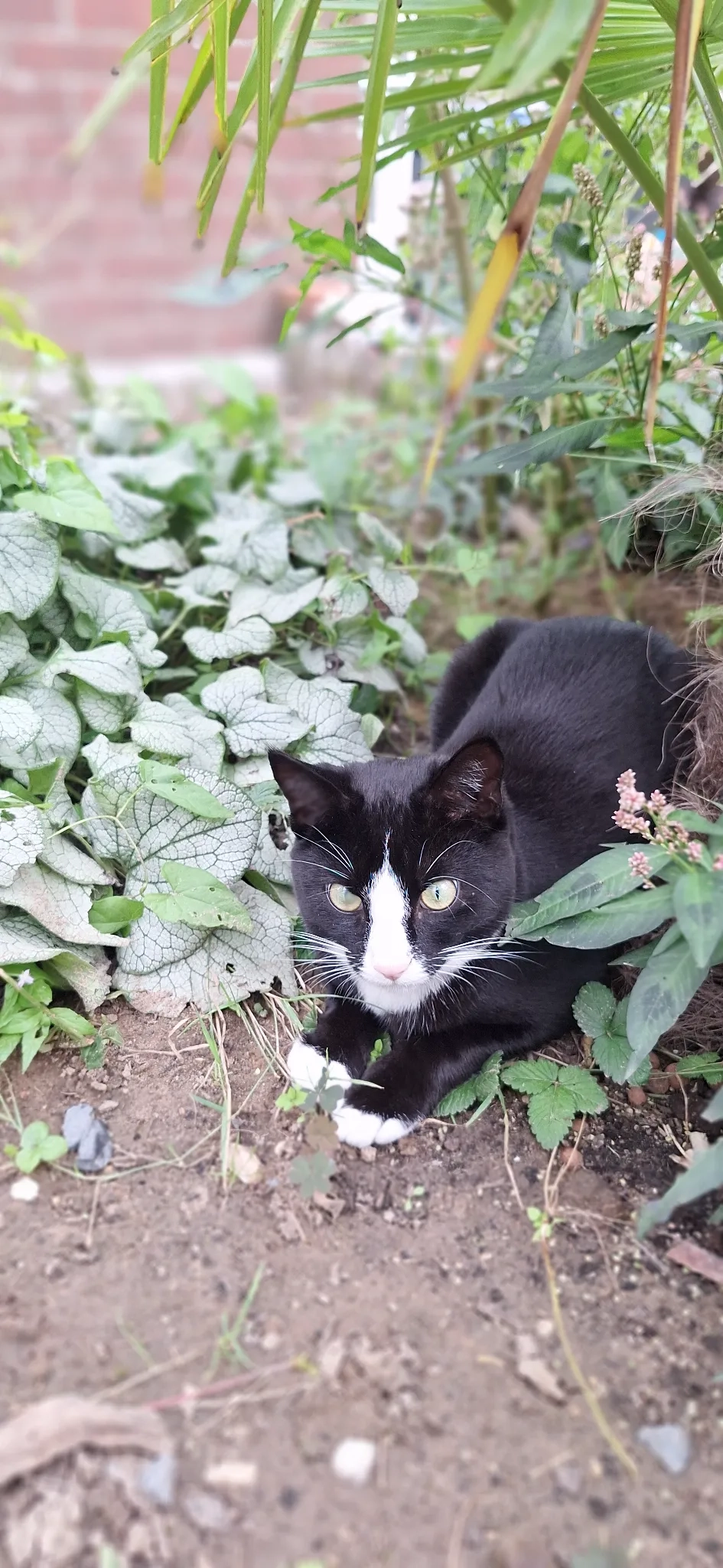 Lilly - Rozenstraat, Didam