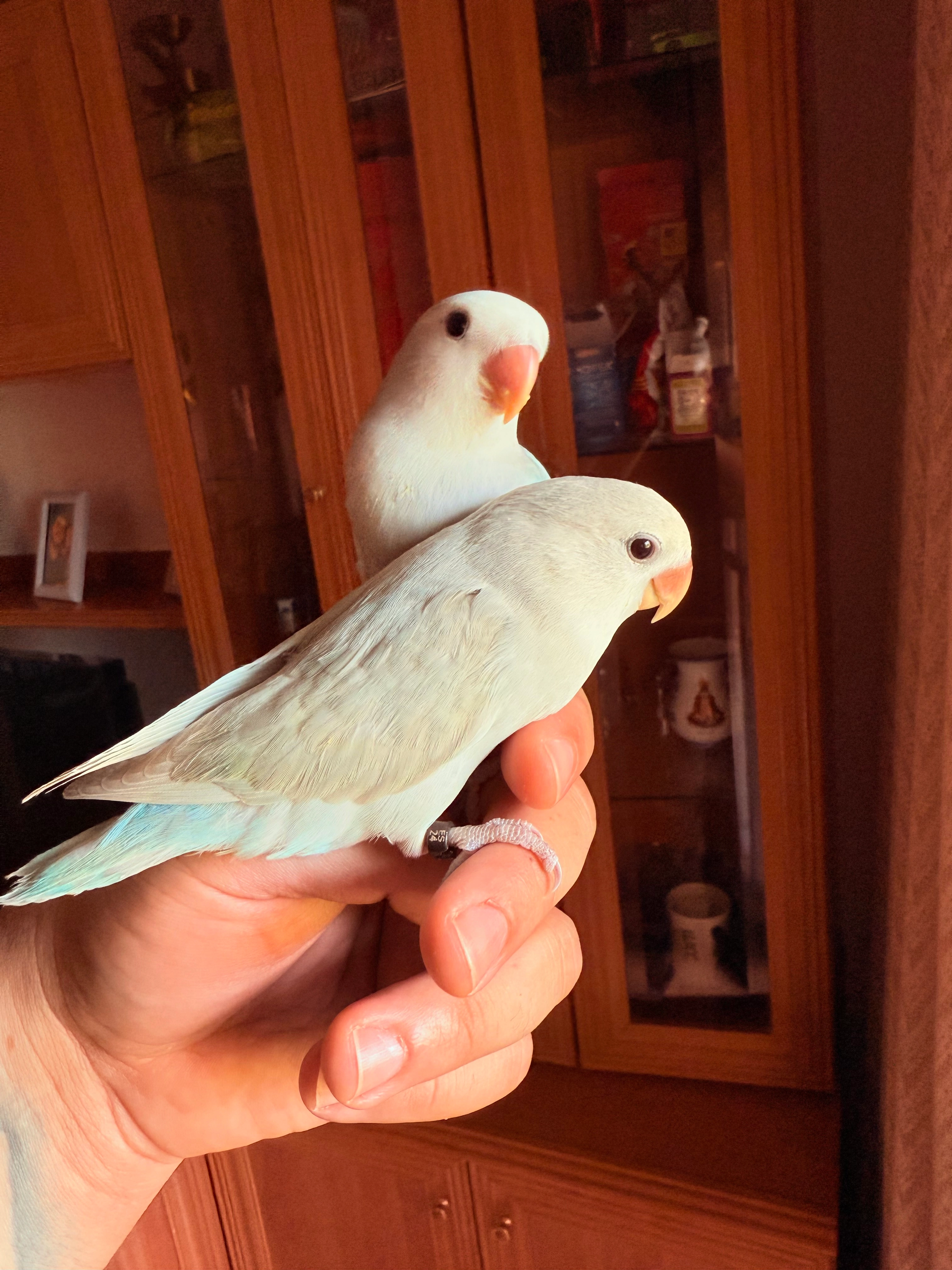 Remy  - Calle Parque América 4, Móstoles