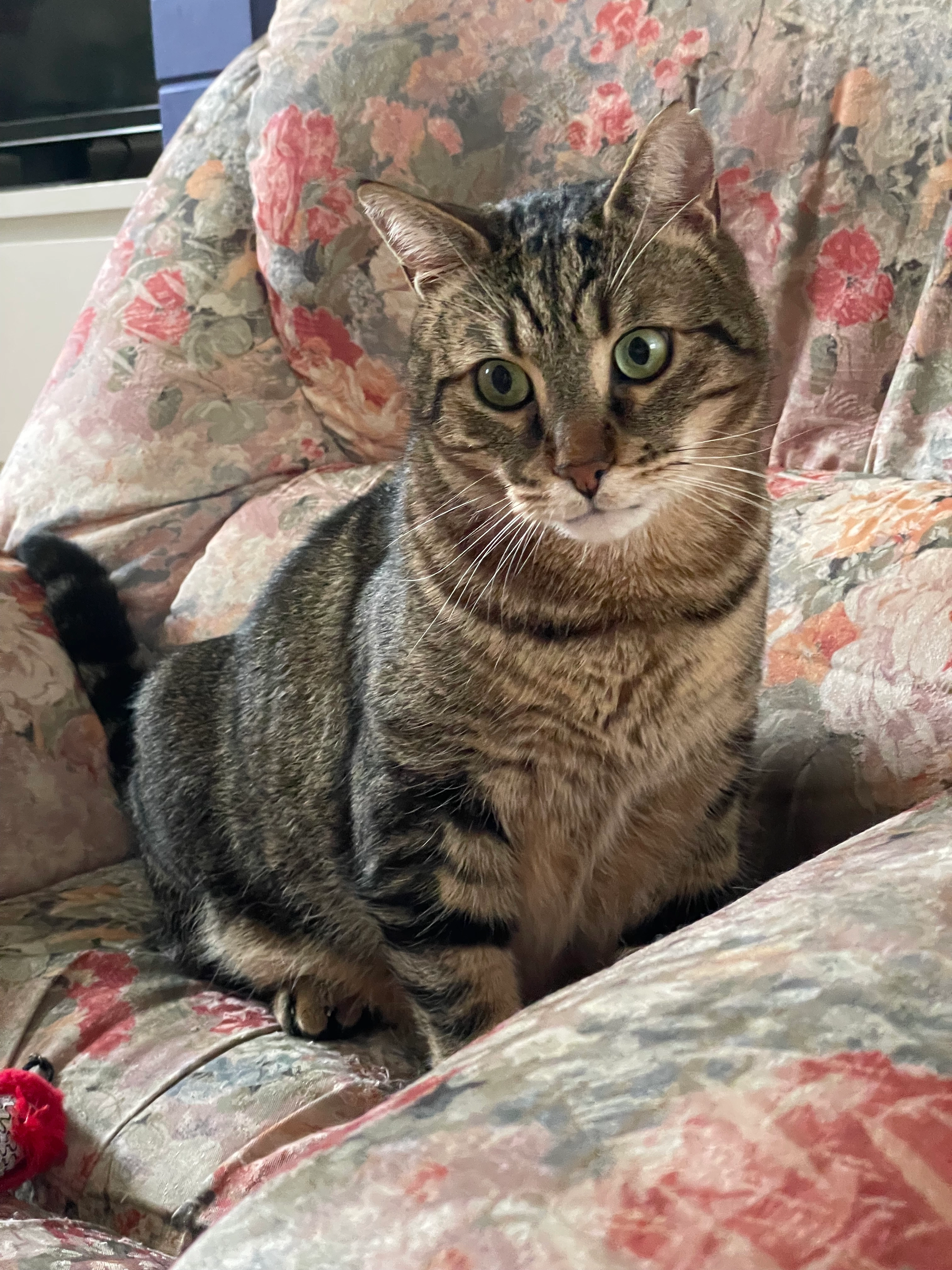 Tigrou - Ruelle Des Bergeries, Guitrancourt