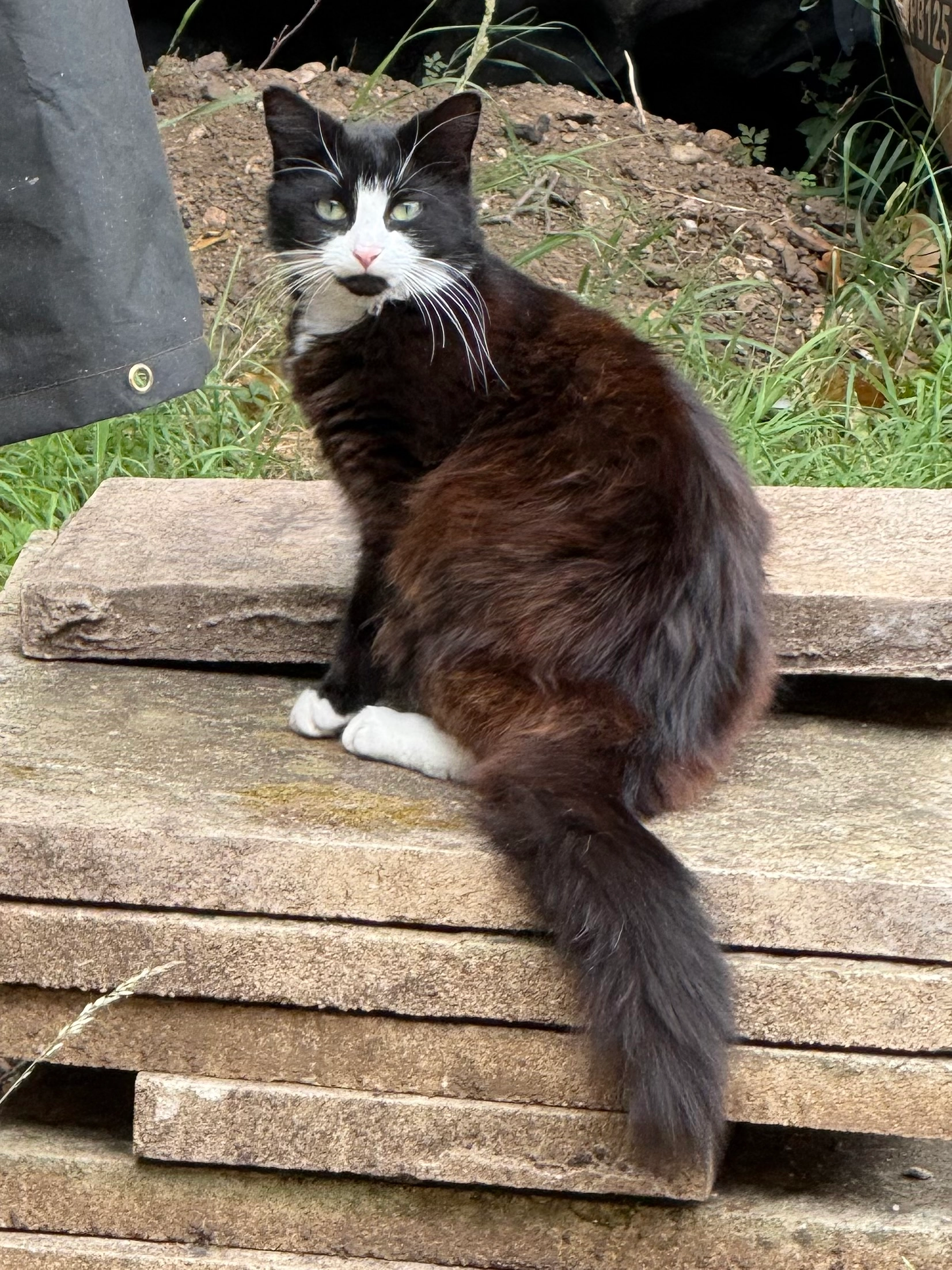Felicia - Cave Street, Oxford