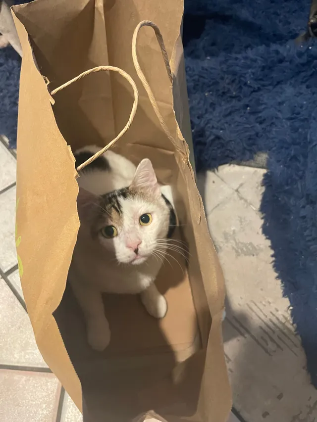 Simon - 1770 W Park Ave, Chandler
