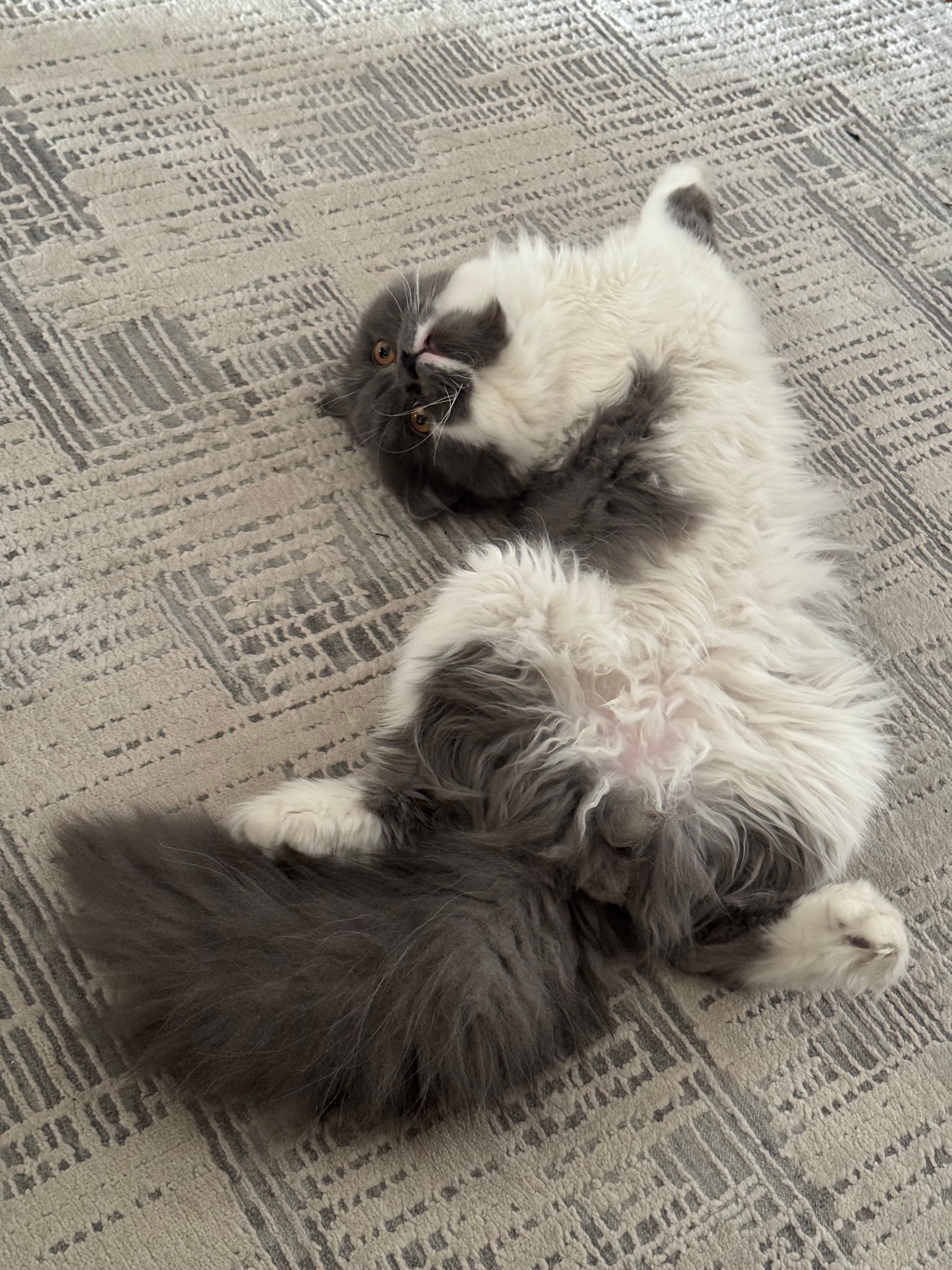 Coco - Rua José Maria Rodrigues, Braga