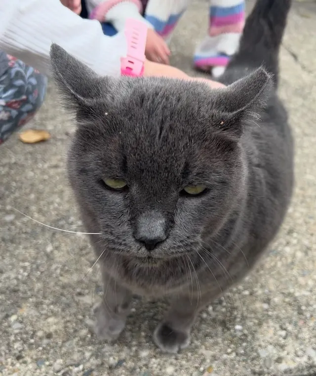 Smokey - 20232 Kemp St, Clinton Township