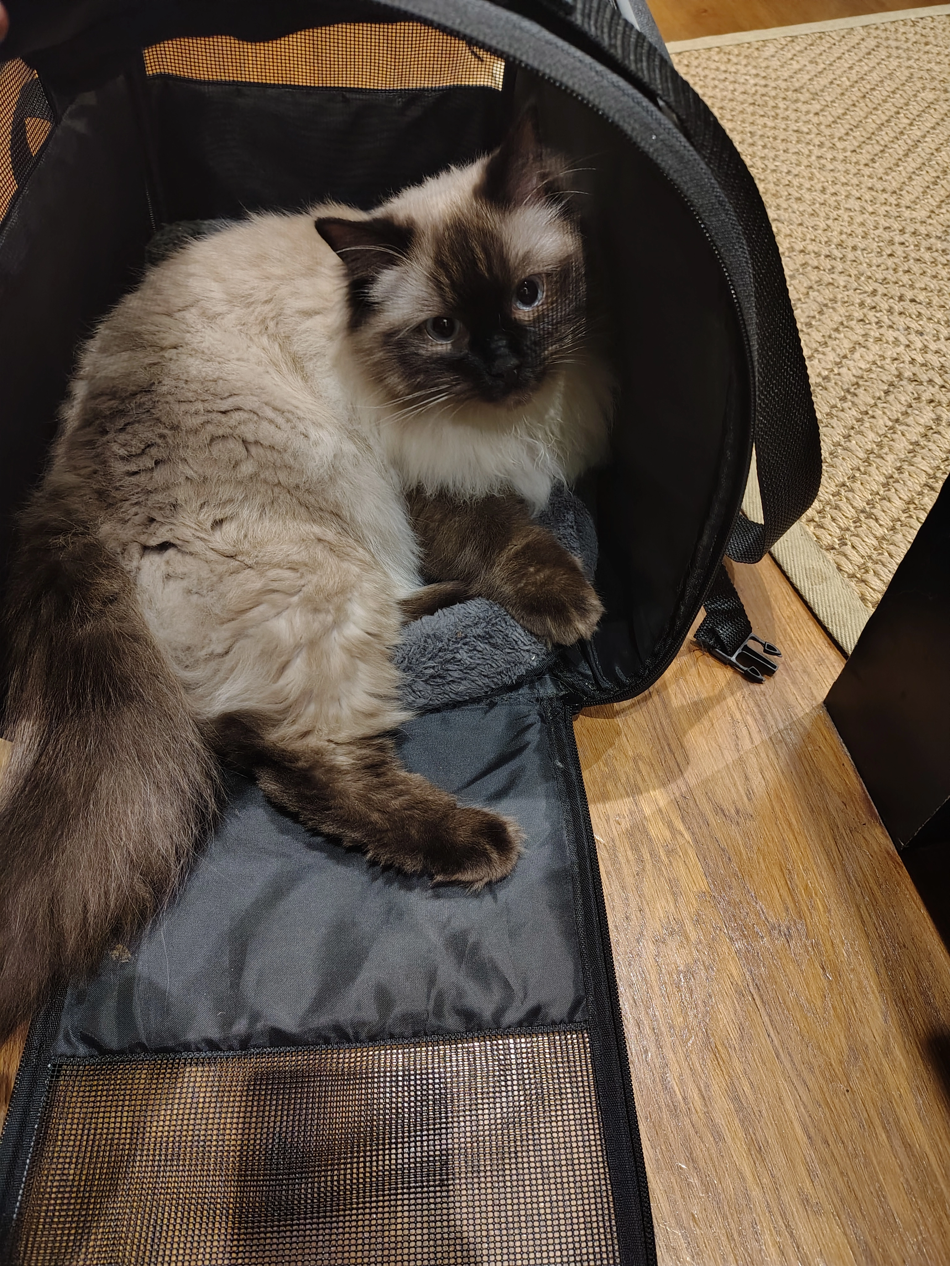 Milo - Belle Vue Road/ Pountney Gardens, Shrewsbury