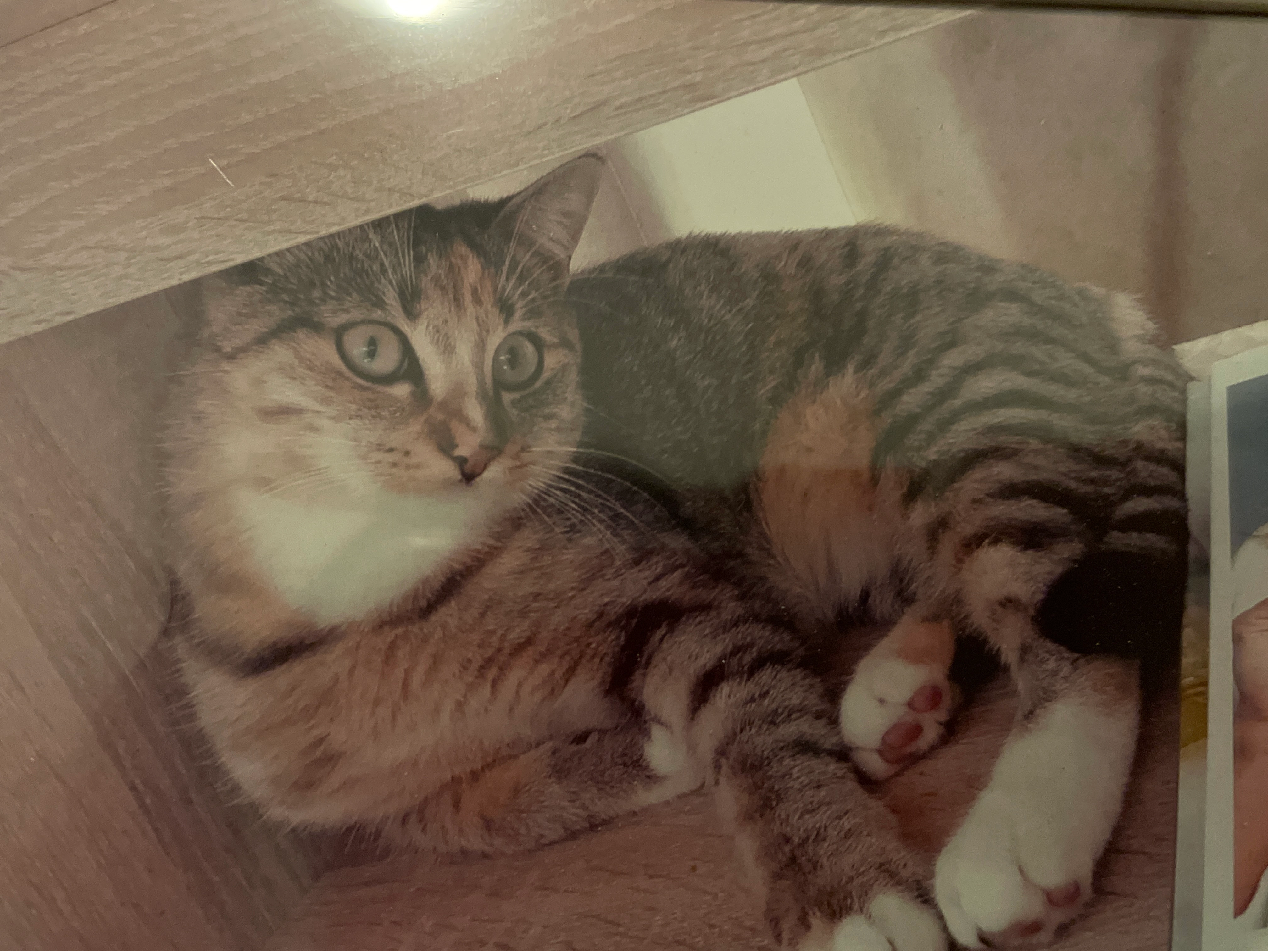 Lilie  - Moselstraße, Groß-Gerau