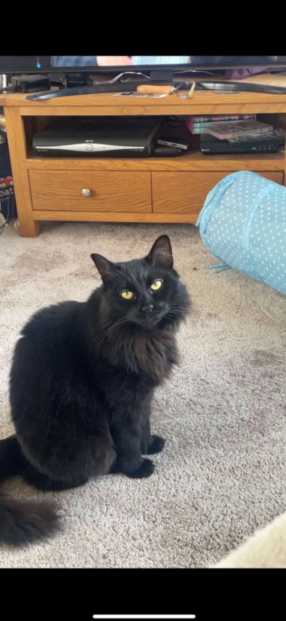 Sooty - Glebe Road, Milton Keynes