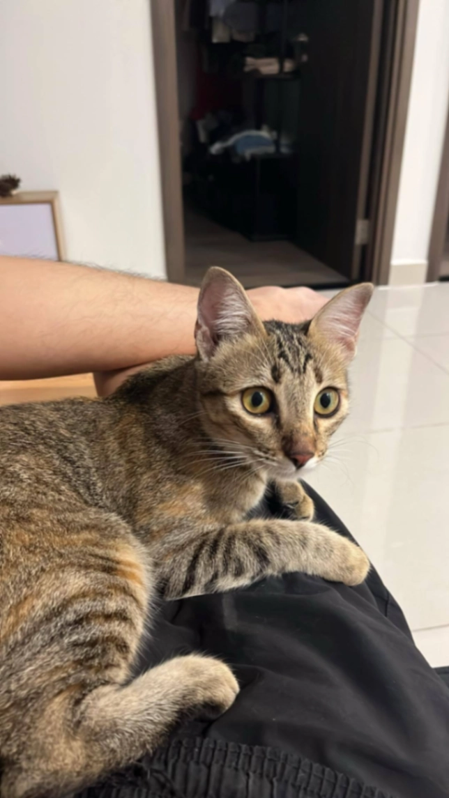 Dodo - Hẻm 94 Phạm Hữu Lầu, Hồ Chí Minh