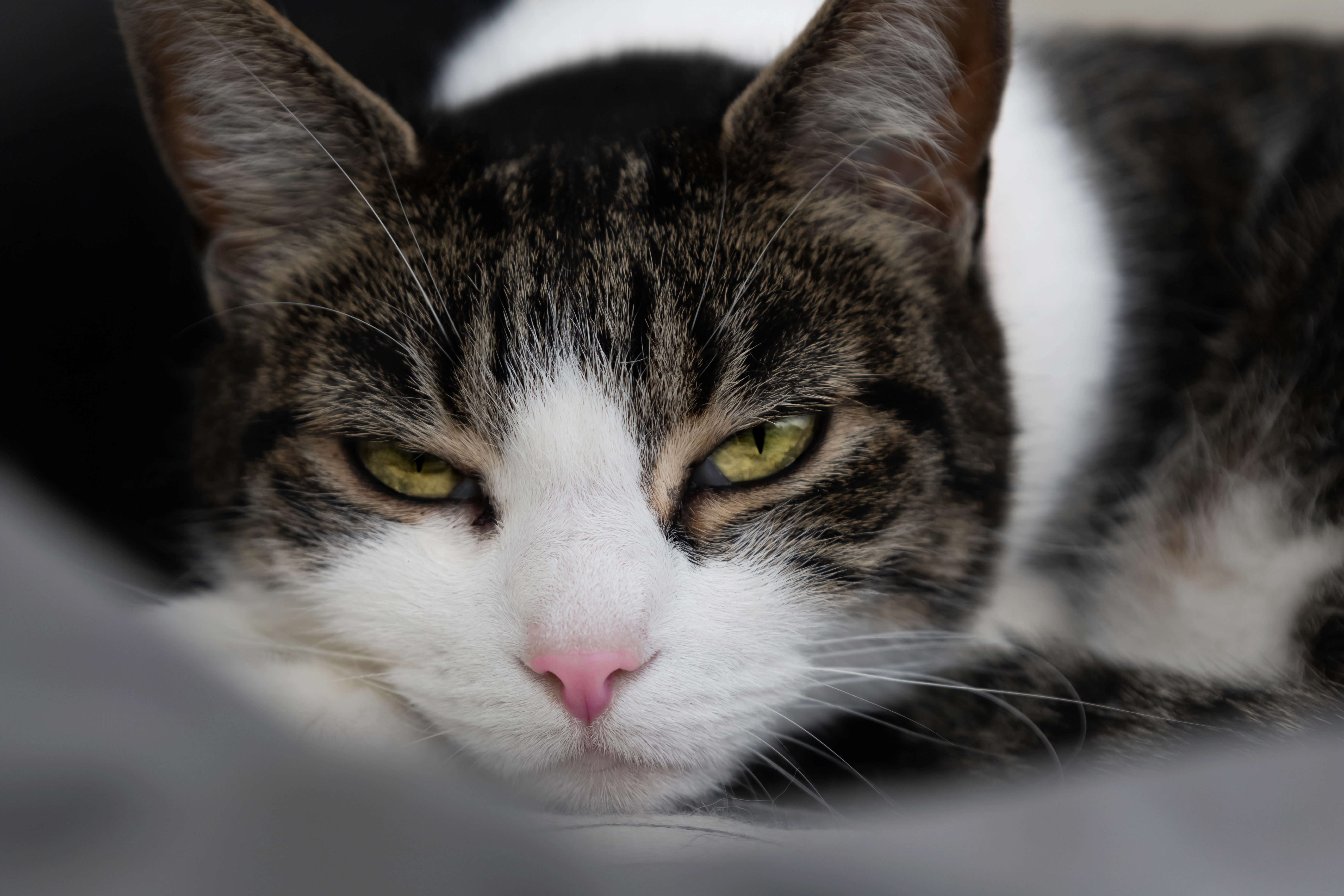 Pumpkin  - The Spinney, Bridgend