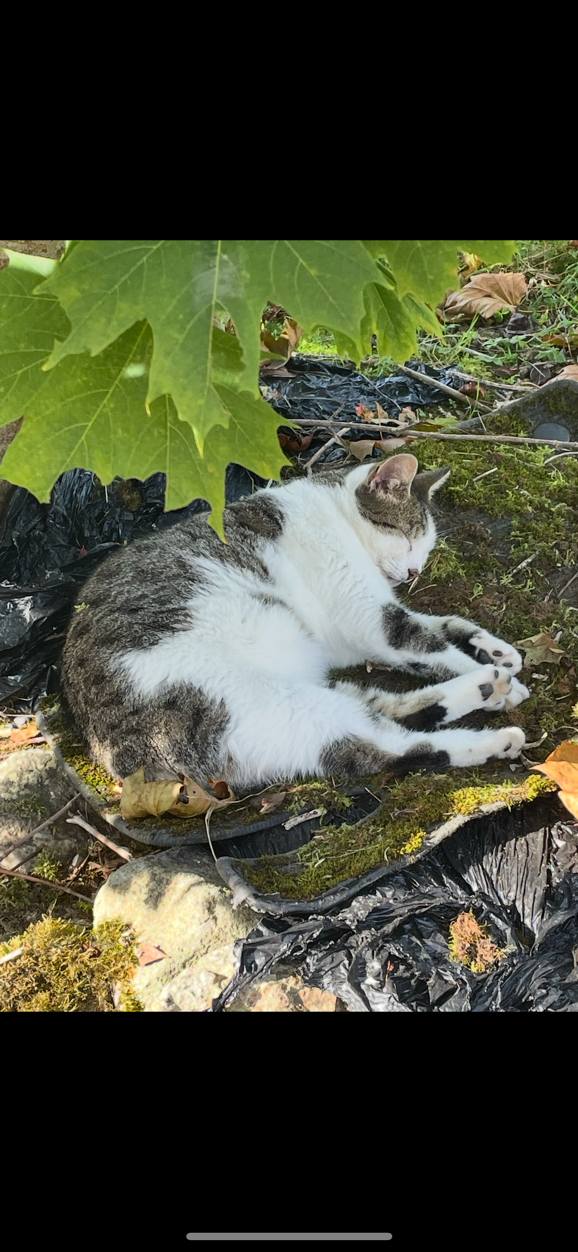 Kevin - Granges Road, Kilkenny