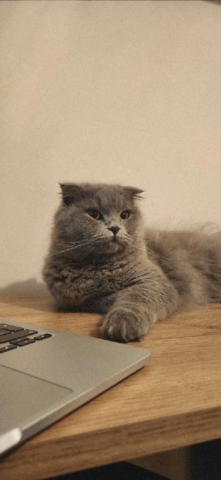 Parla - Sefa Cami Sokak, Kisikli