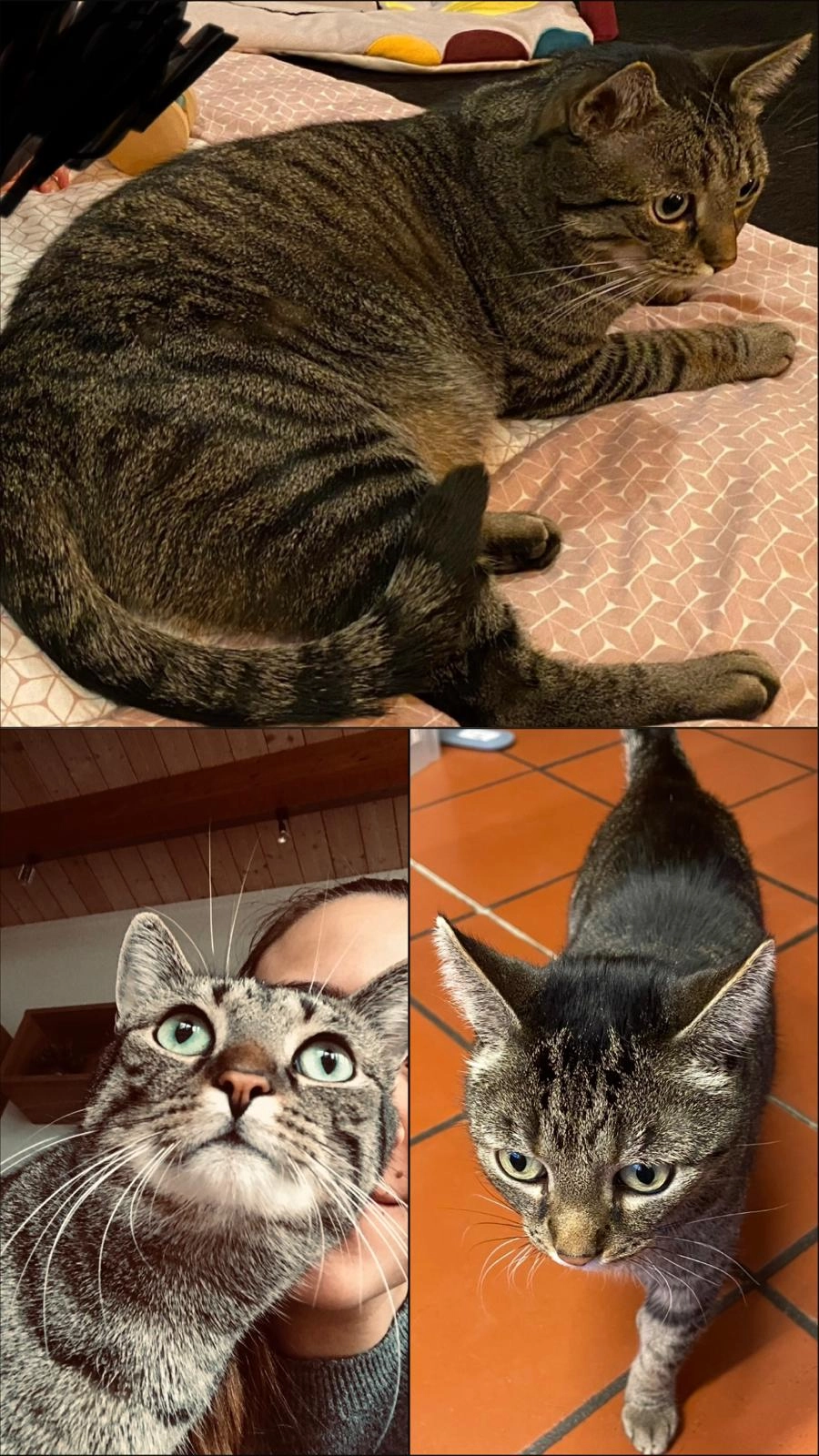 Simba - Hesselbergweg, Dettingen 