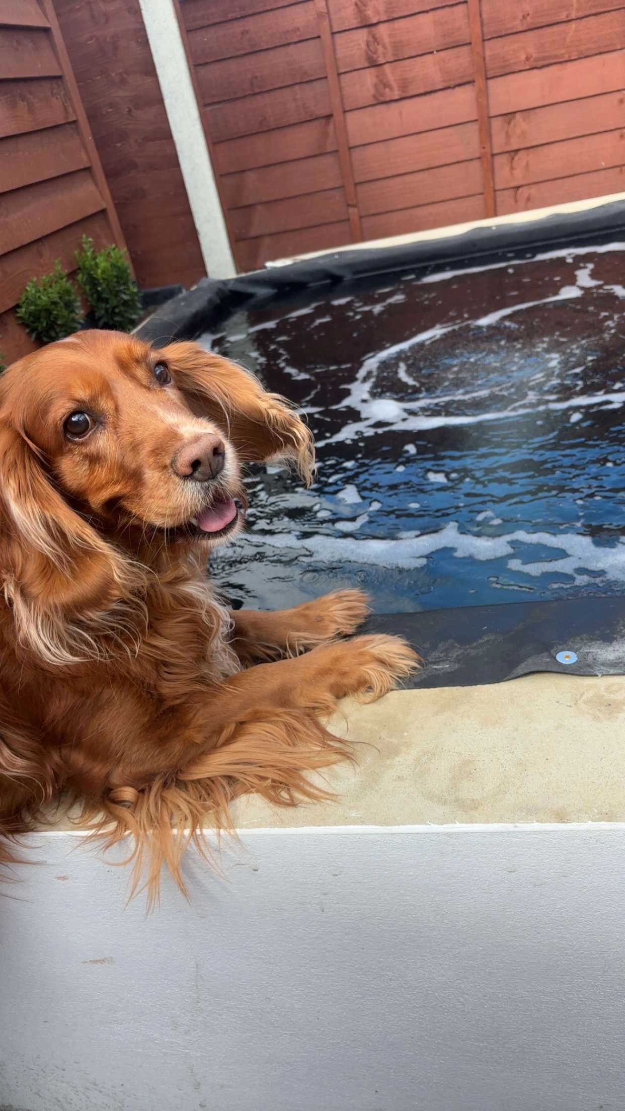 Tilly - DA1 3, Dartford