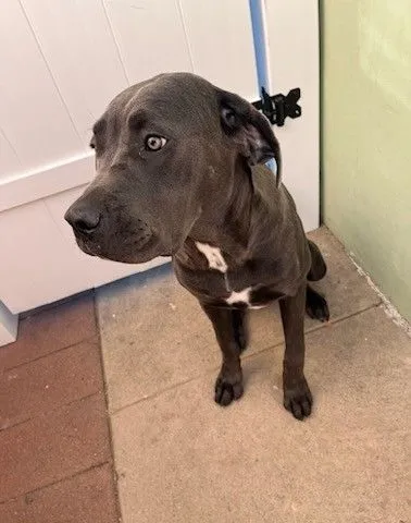 Her name is Luna - N Azusa Ave, La Puente