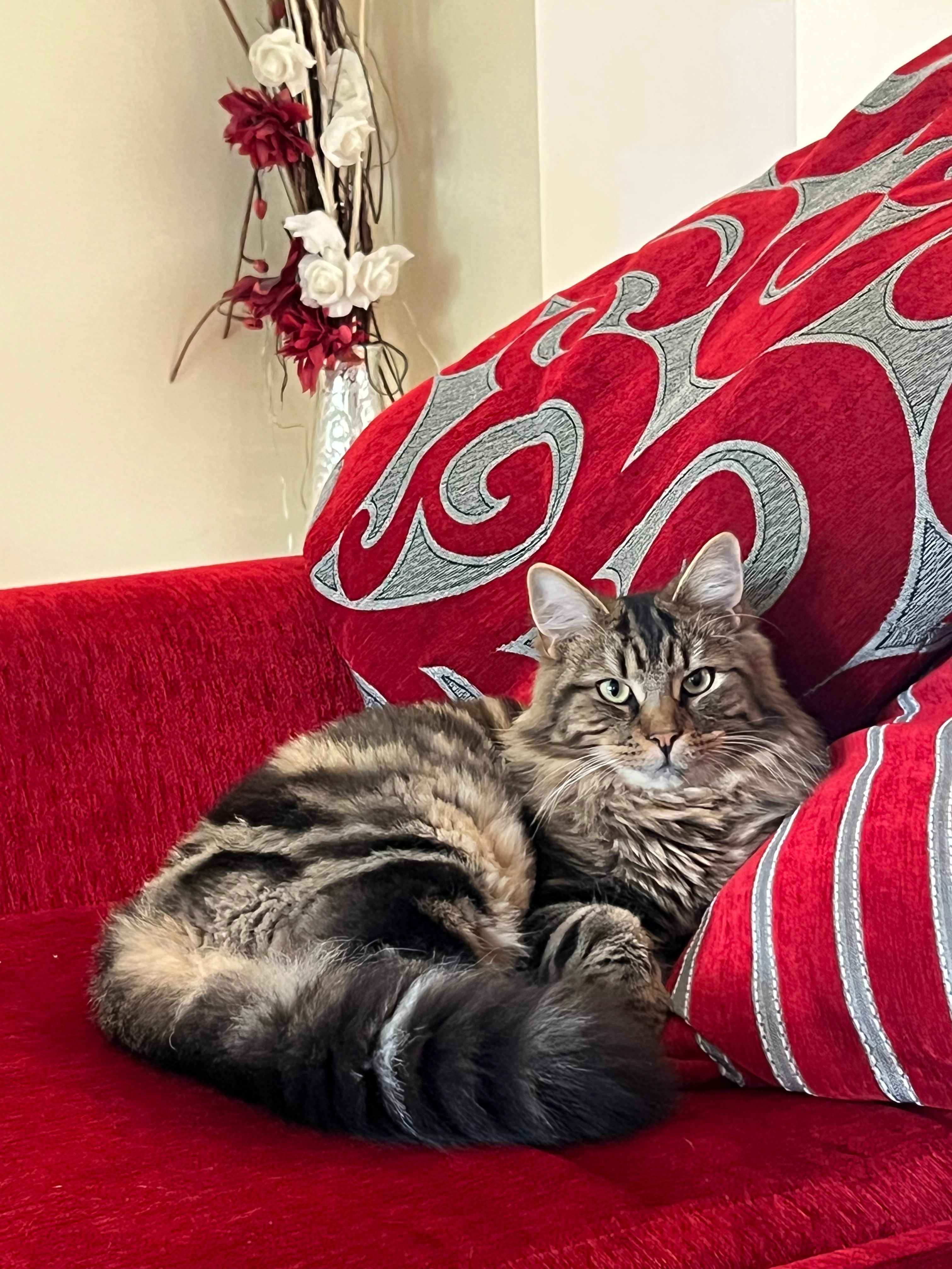 Cookie - Parkmeadow Avenue, Parkhouse, Glasgow