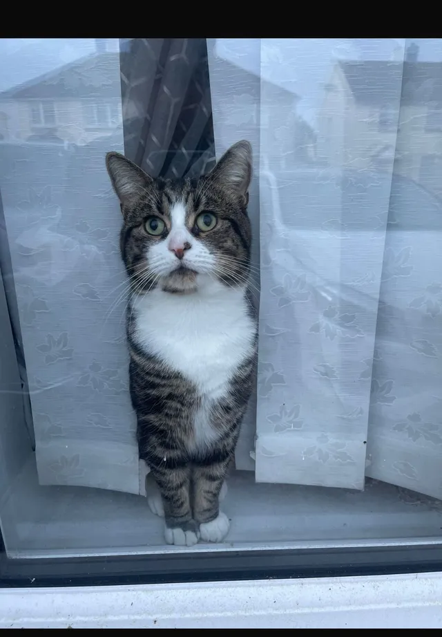 Simba - SL1 5, Slough