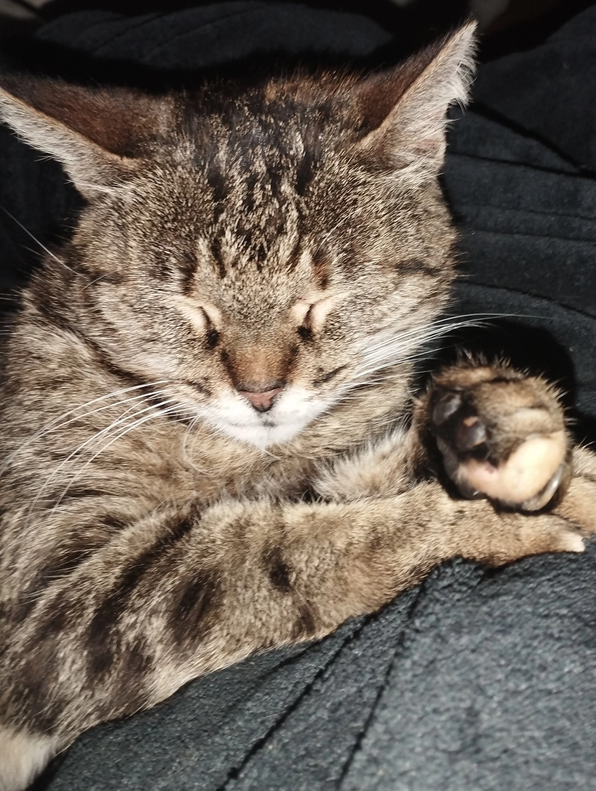 Fripouille  - Chemin De Mirassou, Came