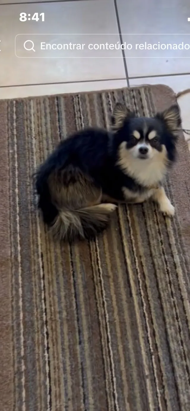 Milo  - 913 Albertville Ct, Kissimmee